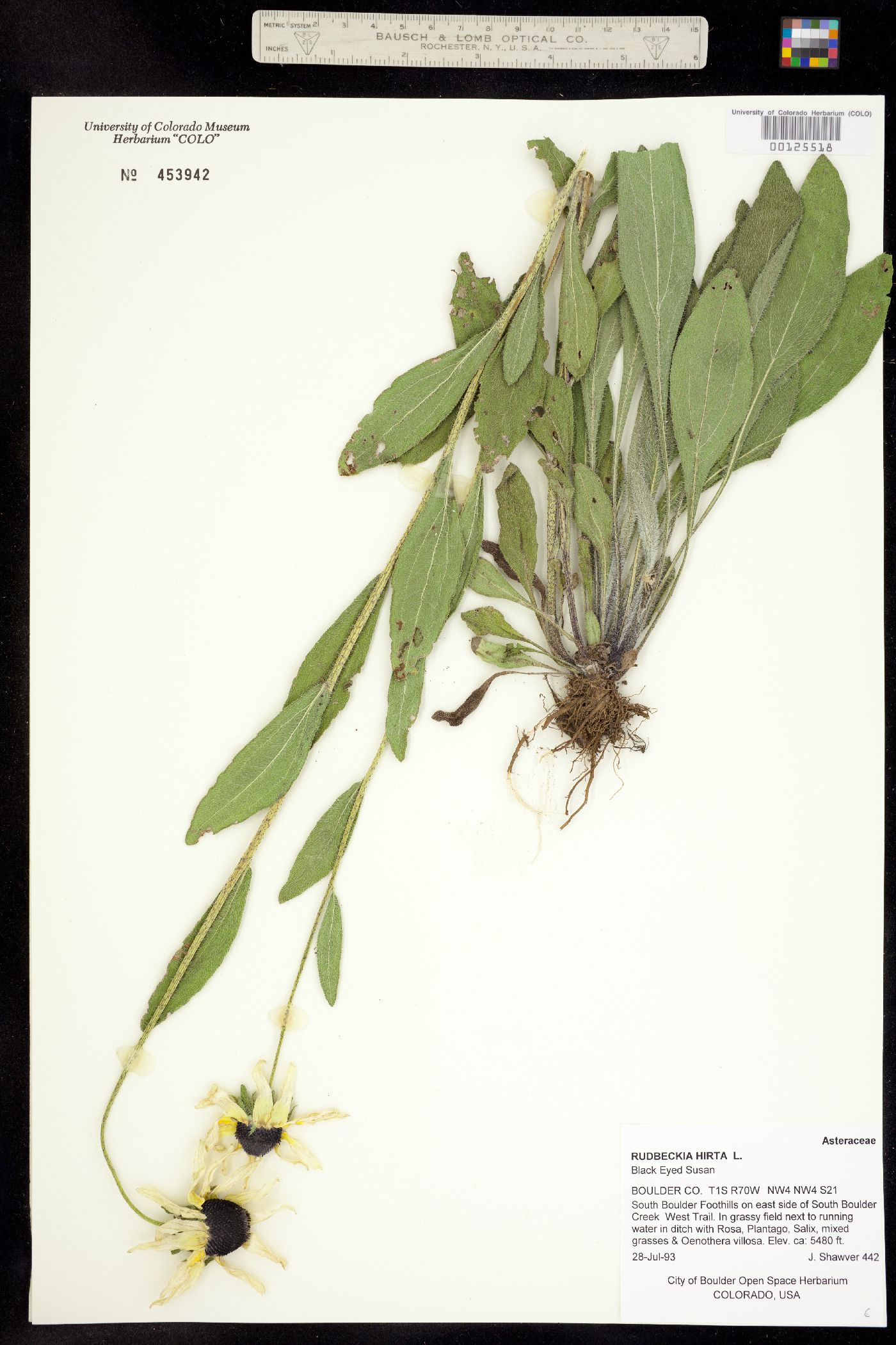 Rudbeckia hirta image