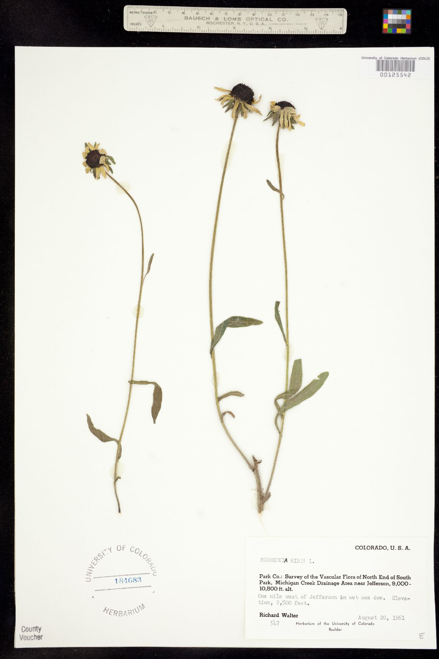 Rudbeckia hirta image