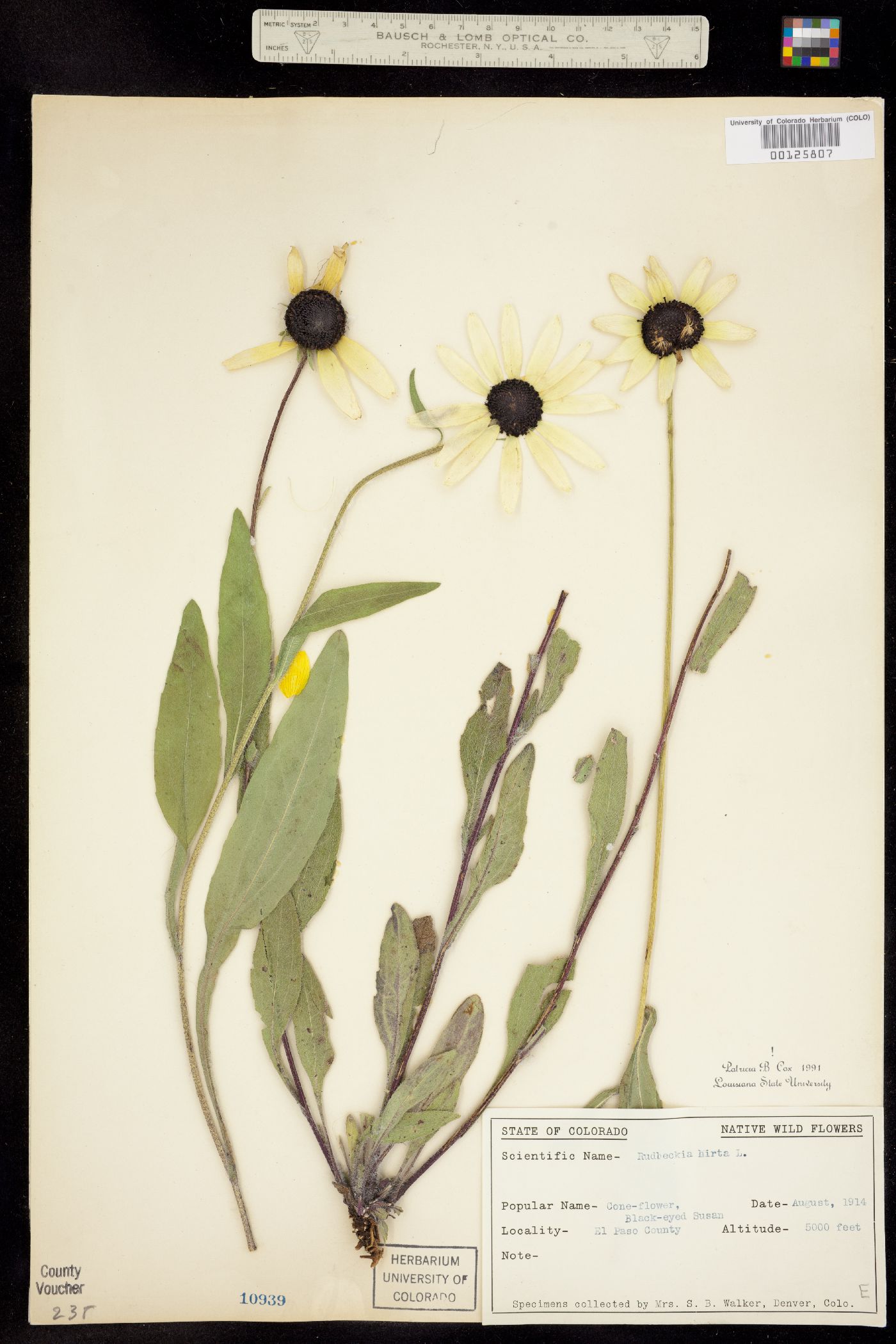 Rudbeckia hirta image