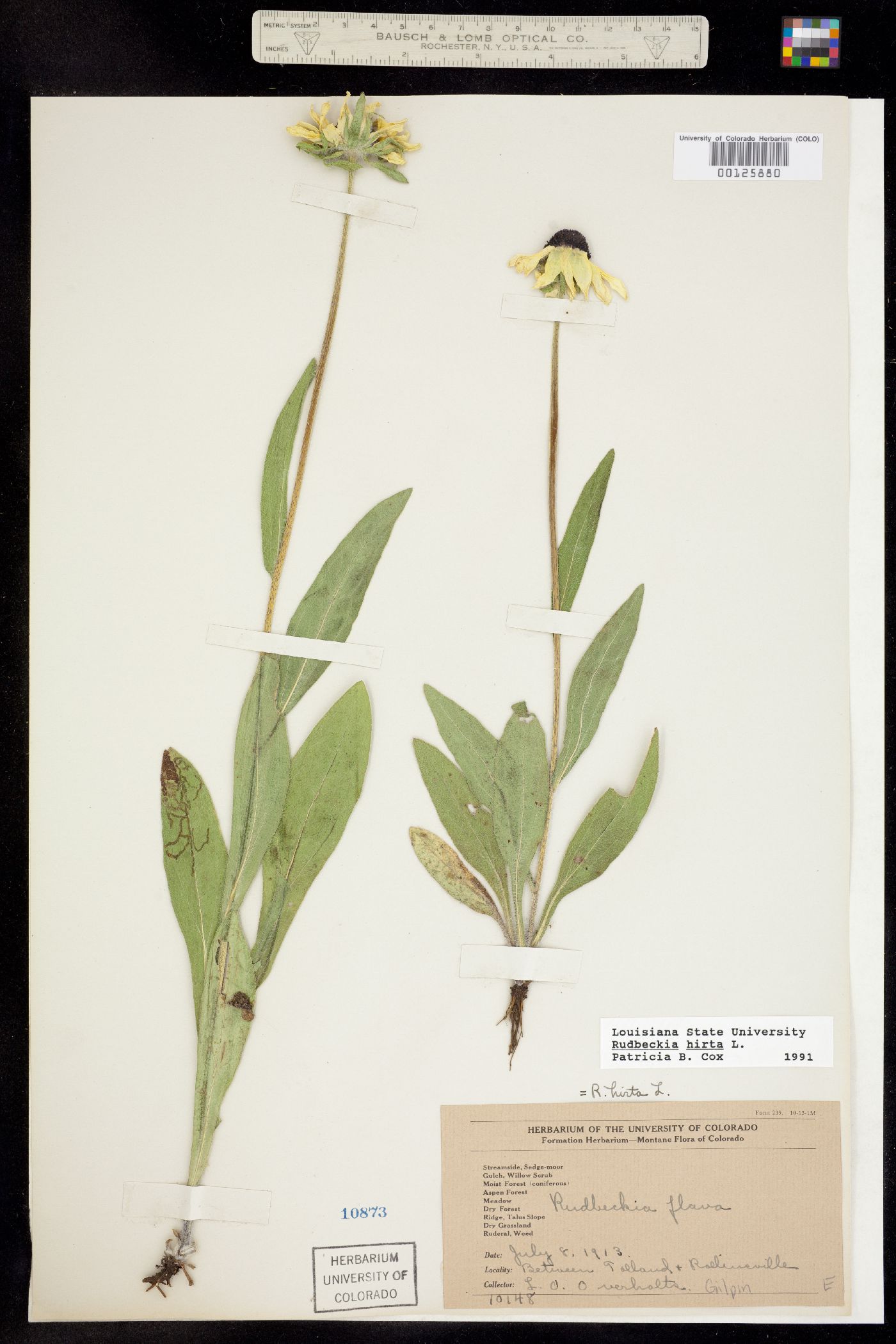 Rudbeckia image