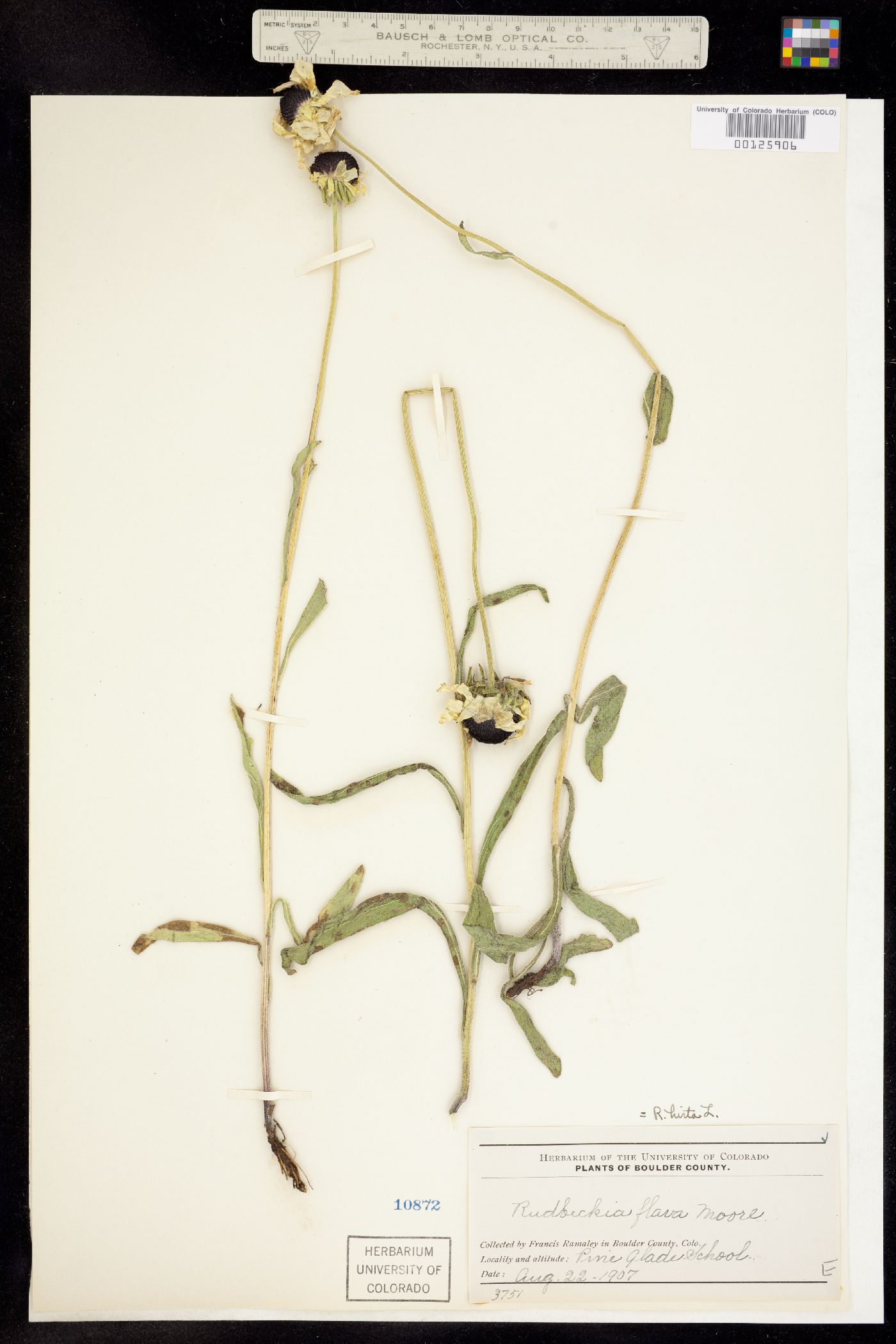Rudbeckia hirta image