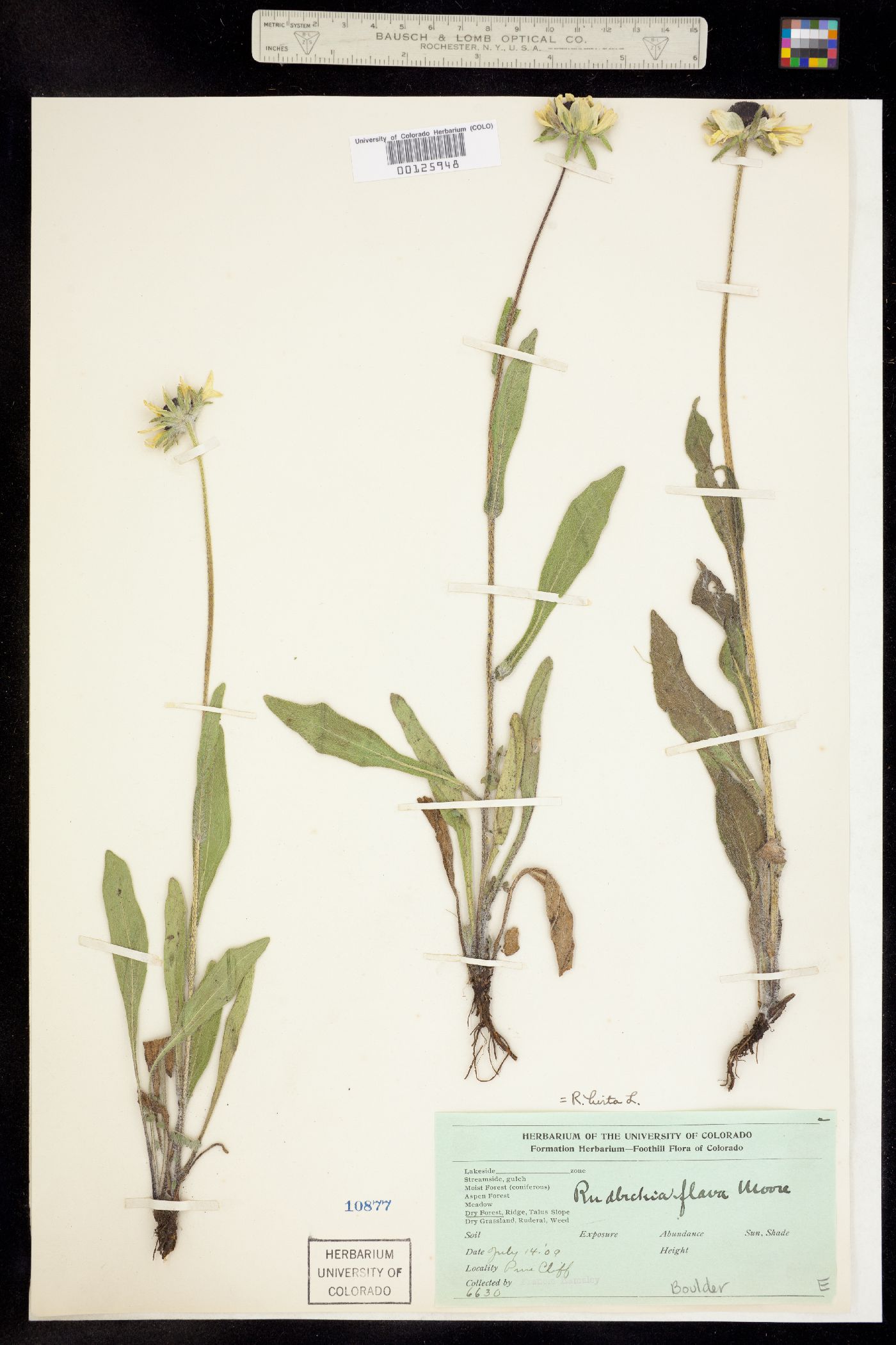 Rudbeckia hirta image