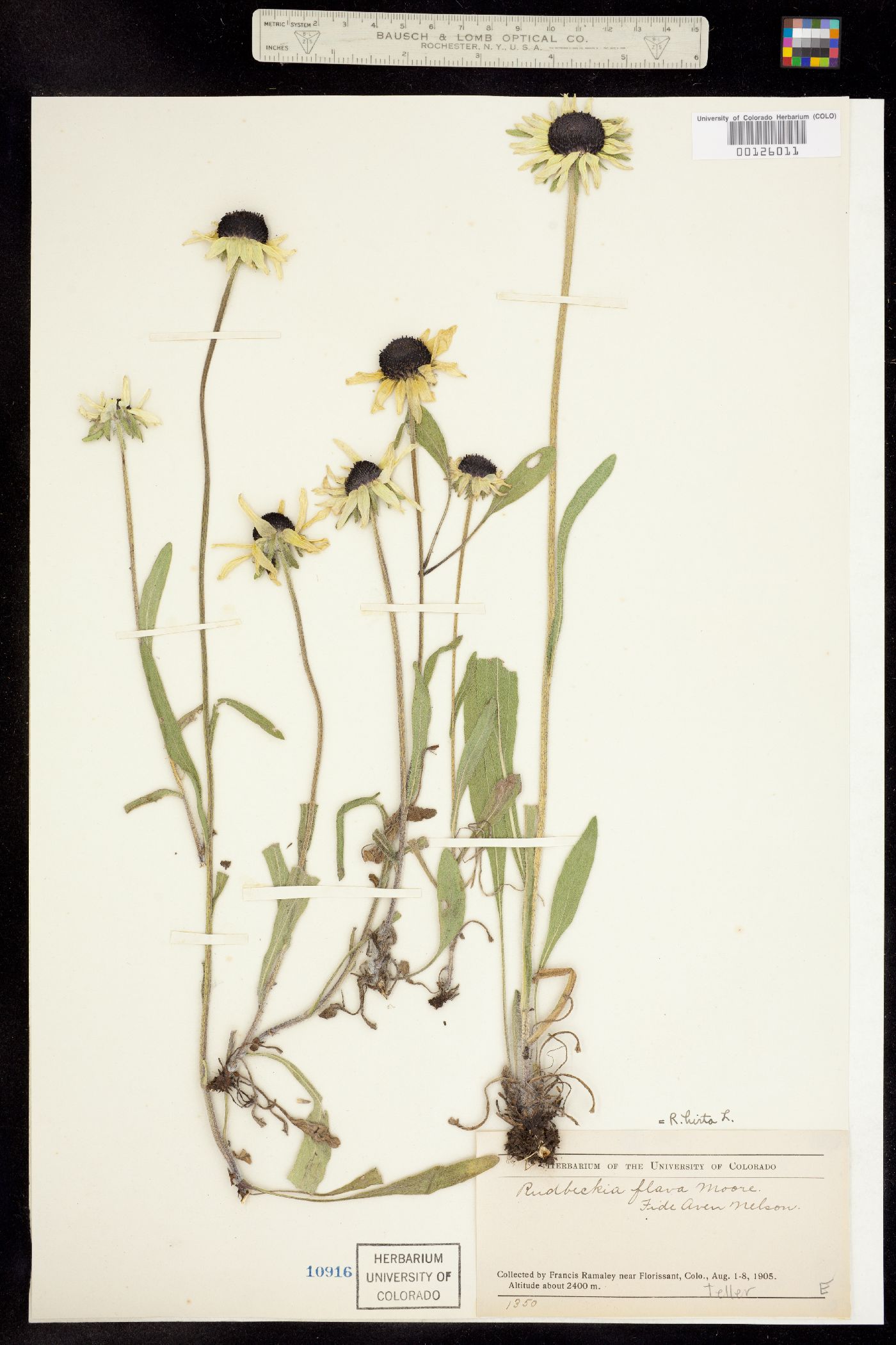 Rudbeckia image