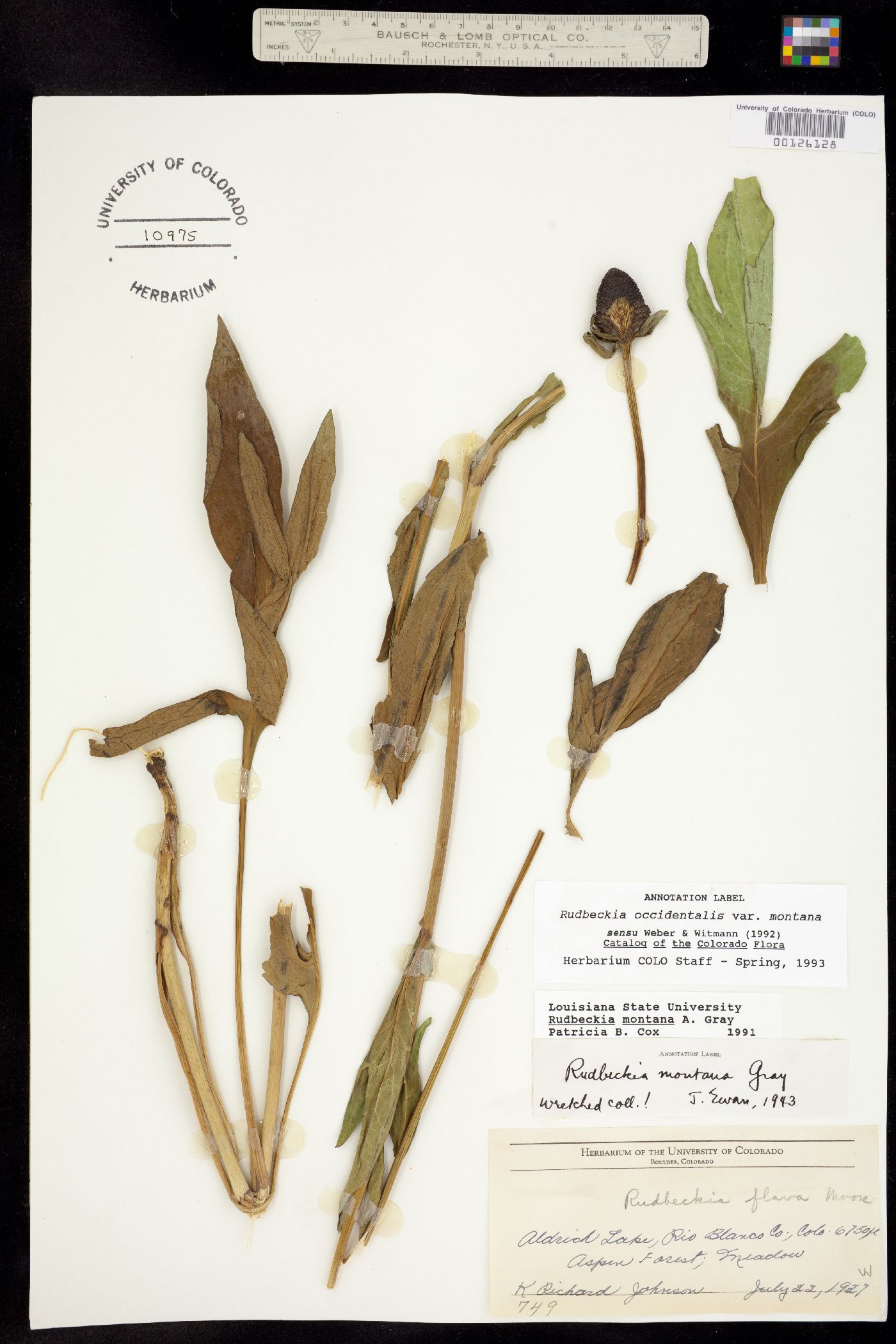 Rudbeckia occidentalis image