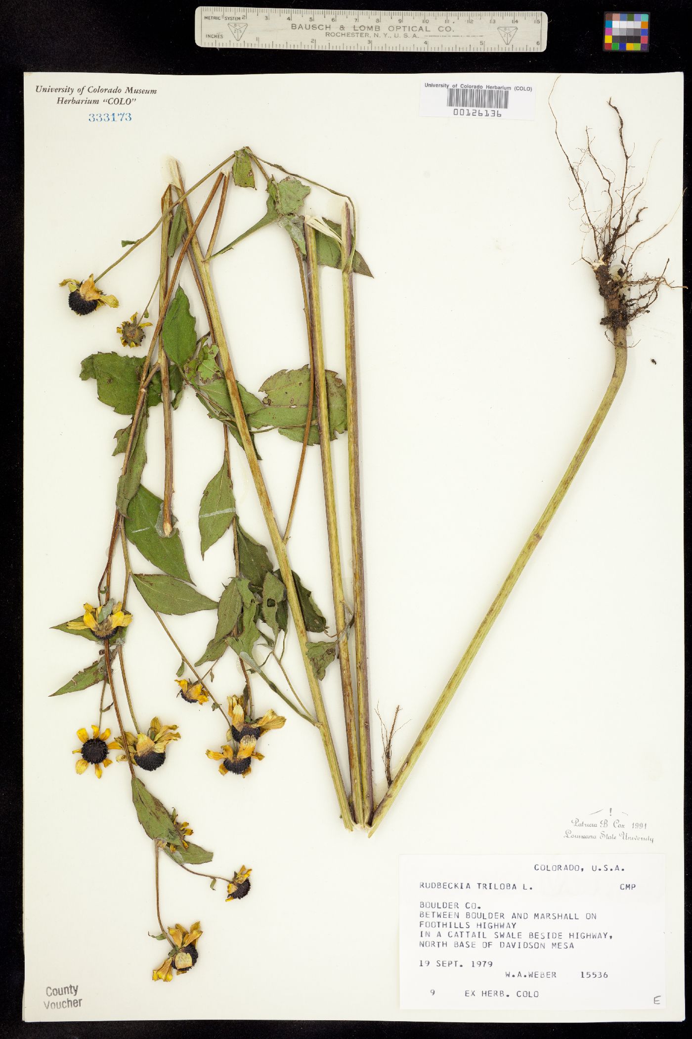 Rudbeckia triloba image