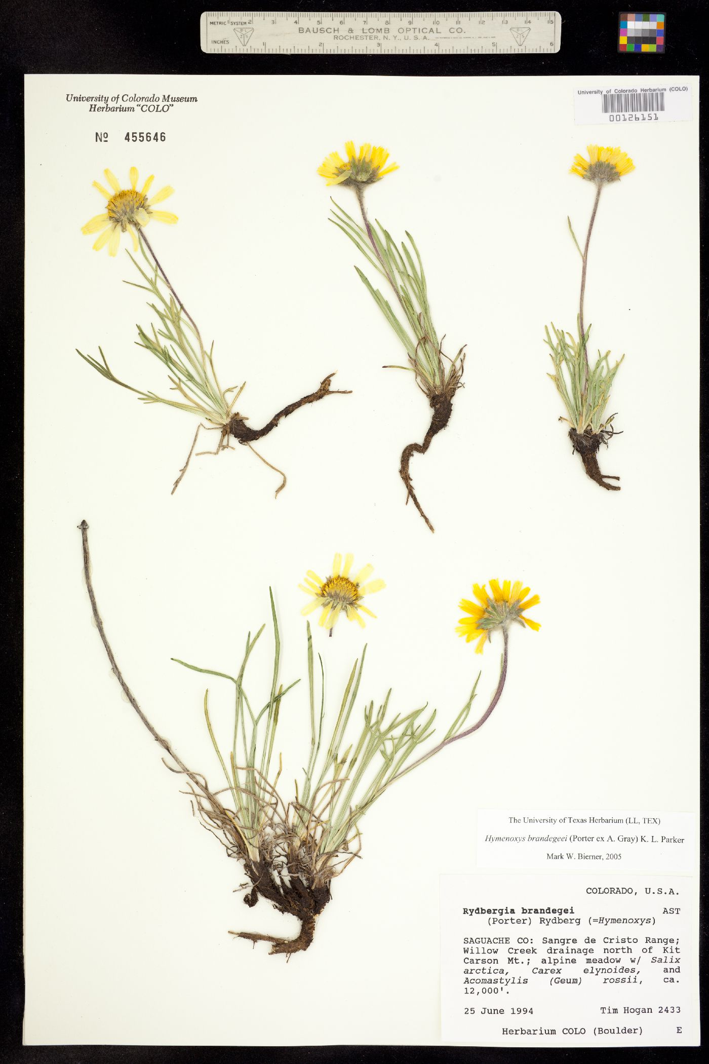 Rydbergia brandegei image