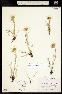 Rydbergia brandegei image