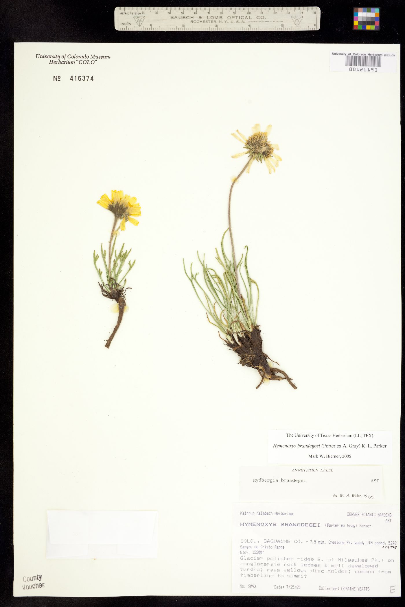 Rydbergia brandegei image