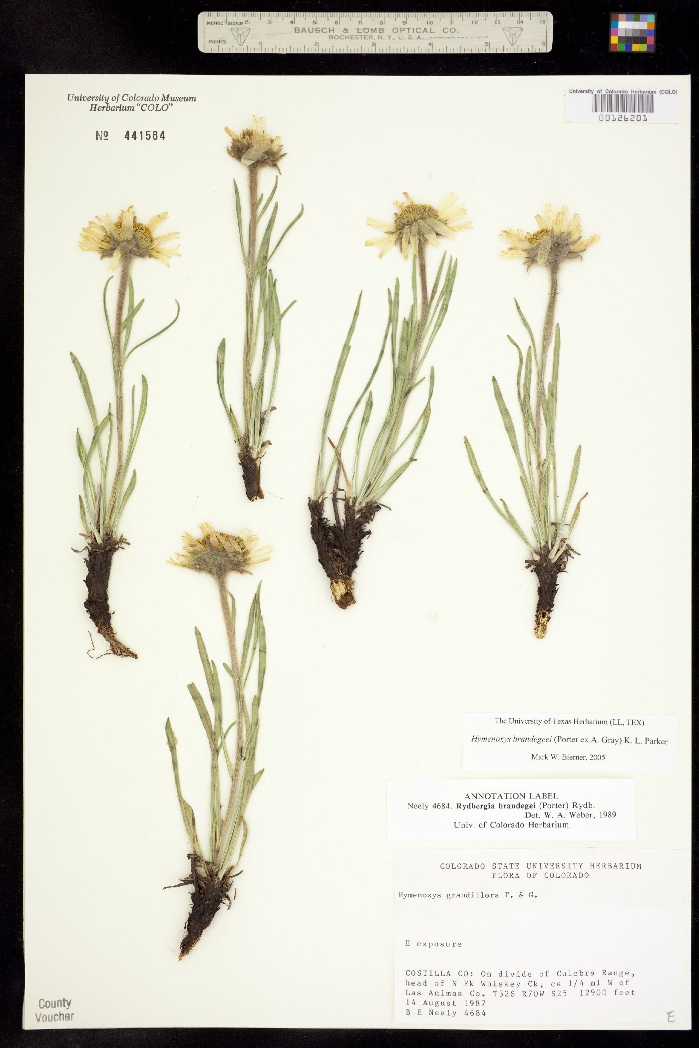 Rydbergia brandegei image