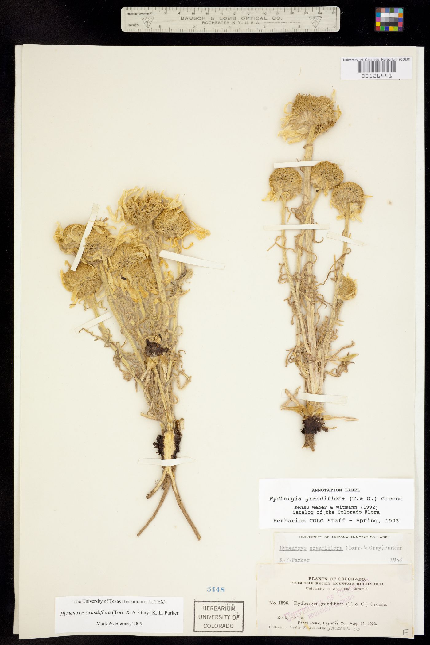 Rydbergia image