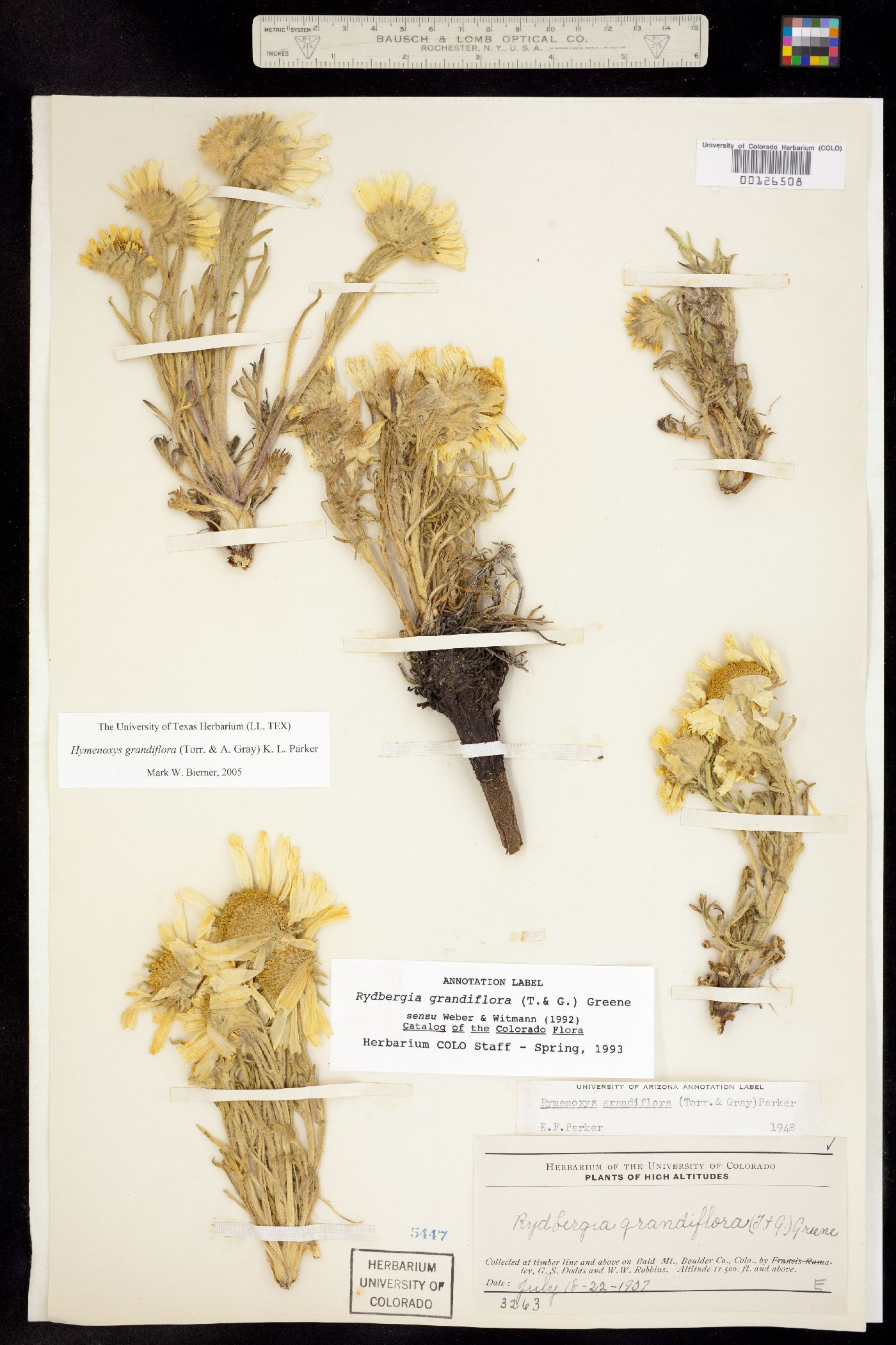 Rydbergia grandiflora image