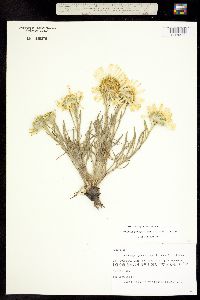 Tetraneuris grandiflora image