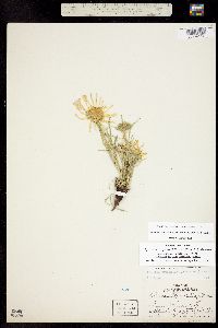 Tetraneuris grandiflora image