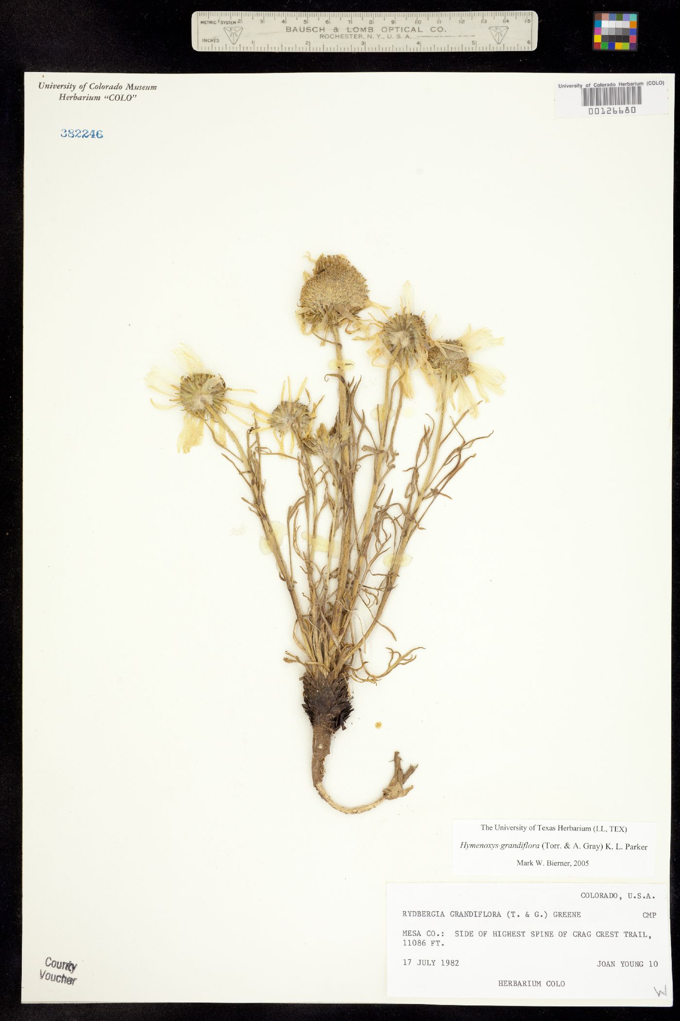 Rydbergia image
