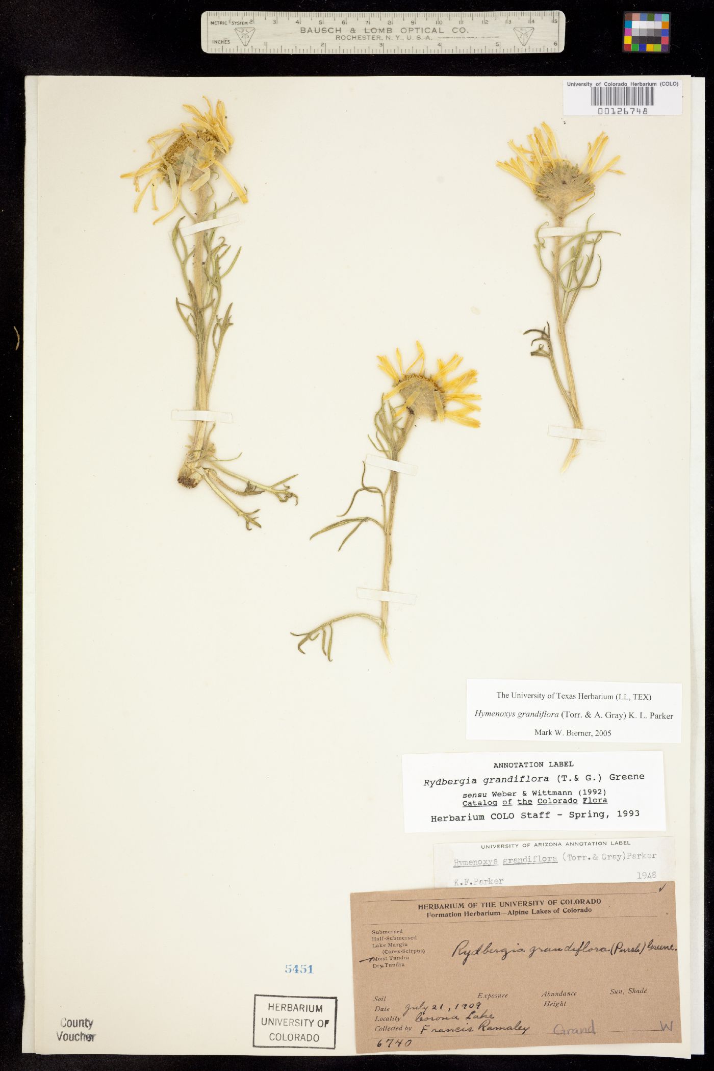 Tetraneuris grandiflora image