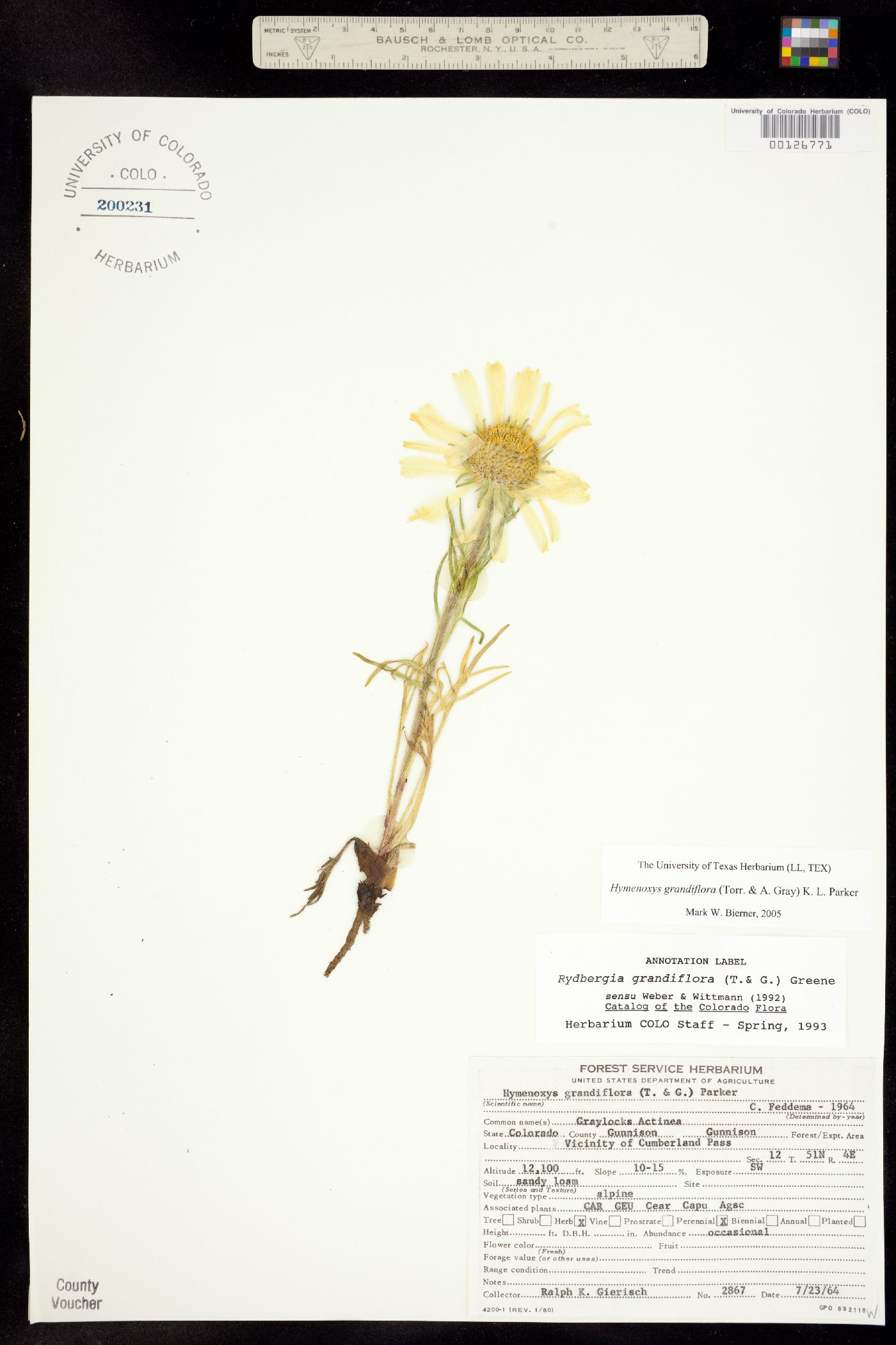 Rydbergia grandiflora image