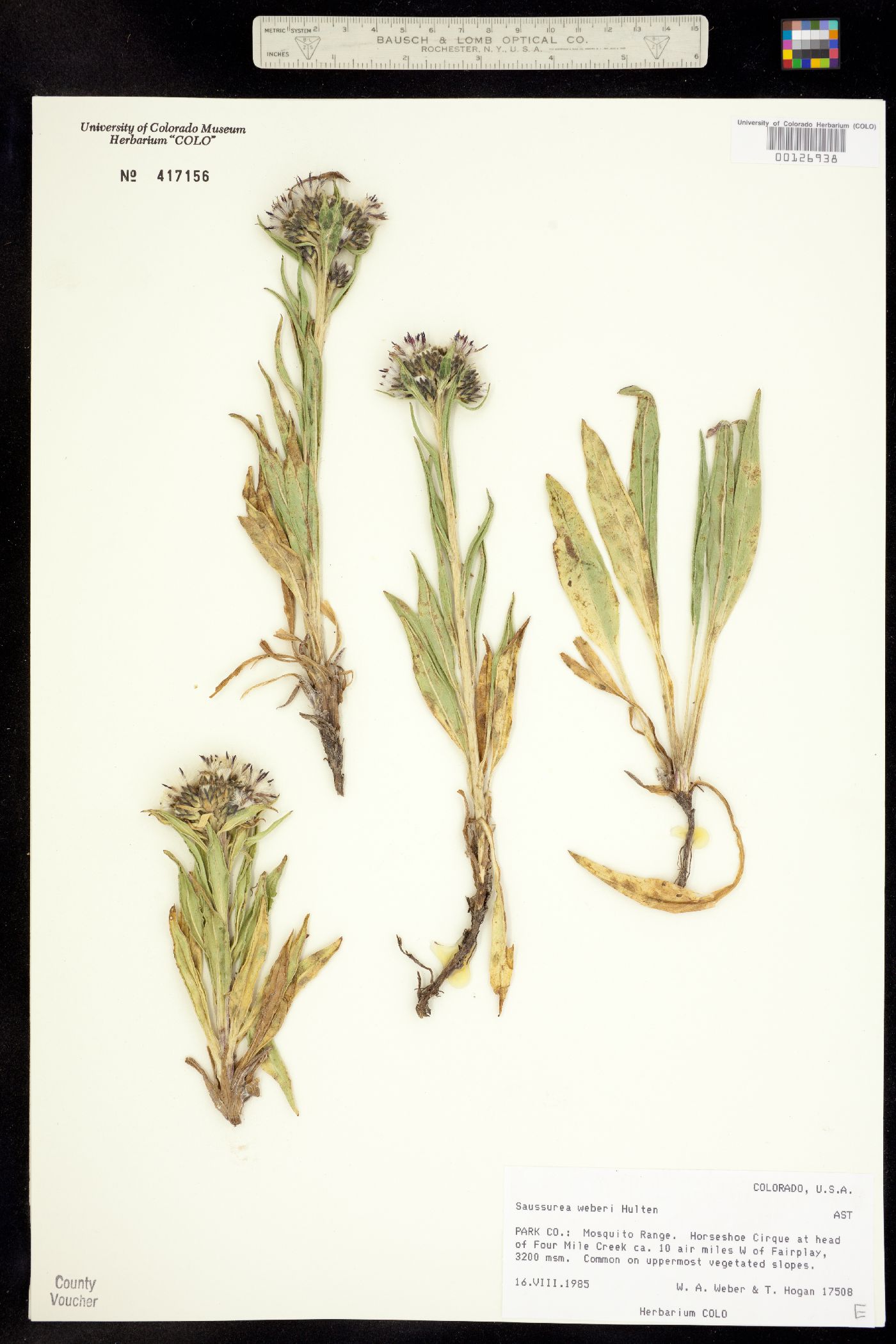 Saussurea weberi image
