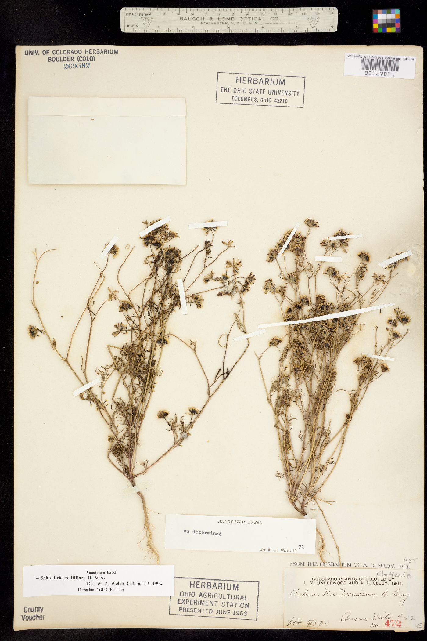 Schkuhria multiflora image