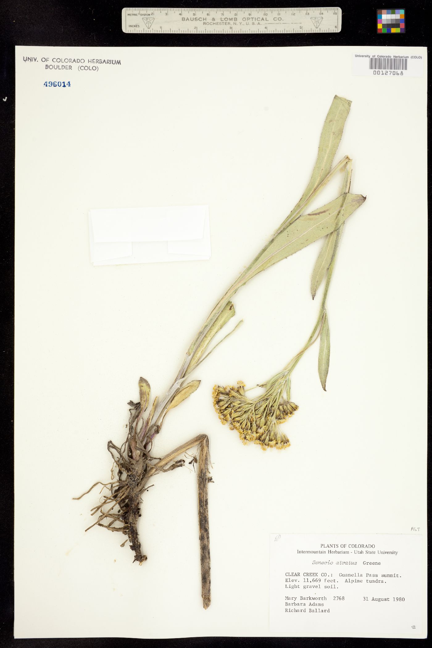 Senecio atratus image