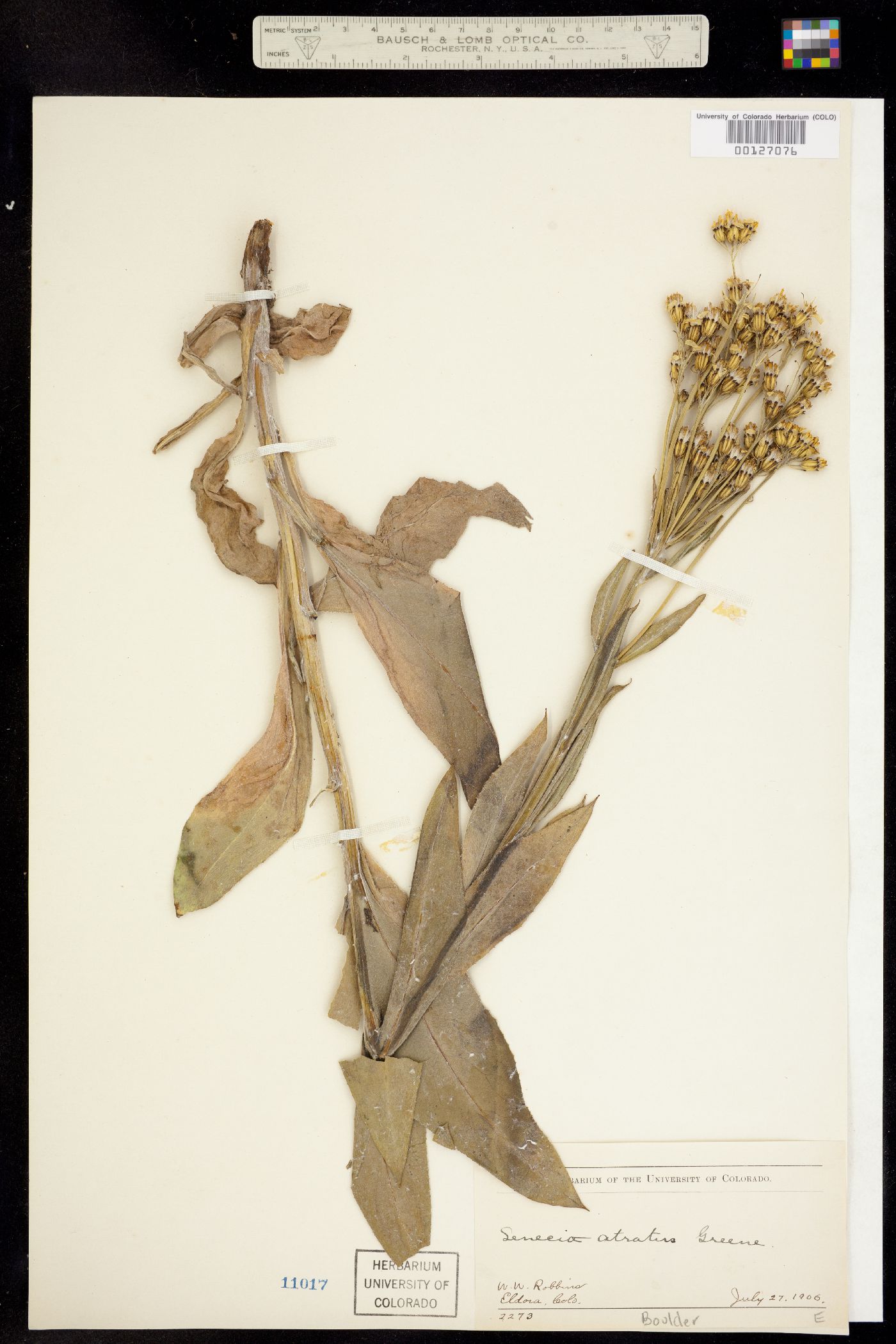 Senecio atratus image