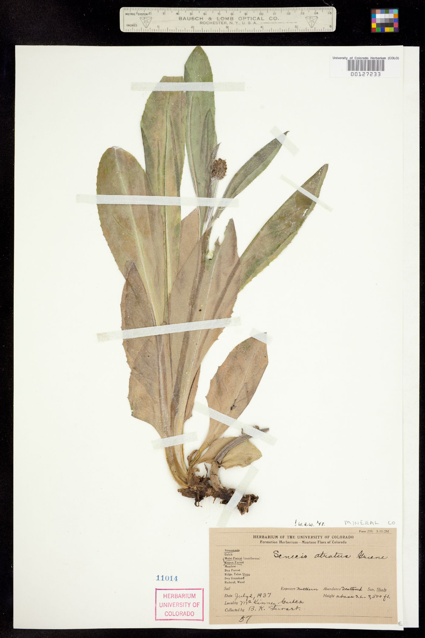 Senecio atratus image