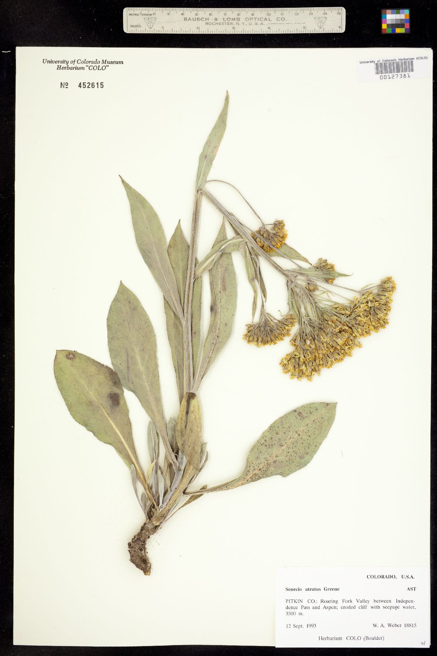Senecio atratus image