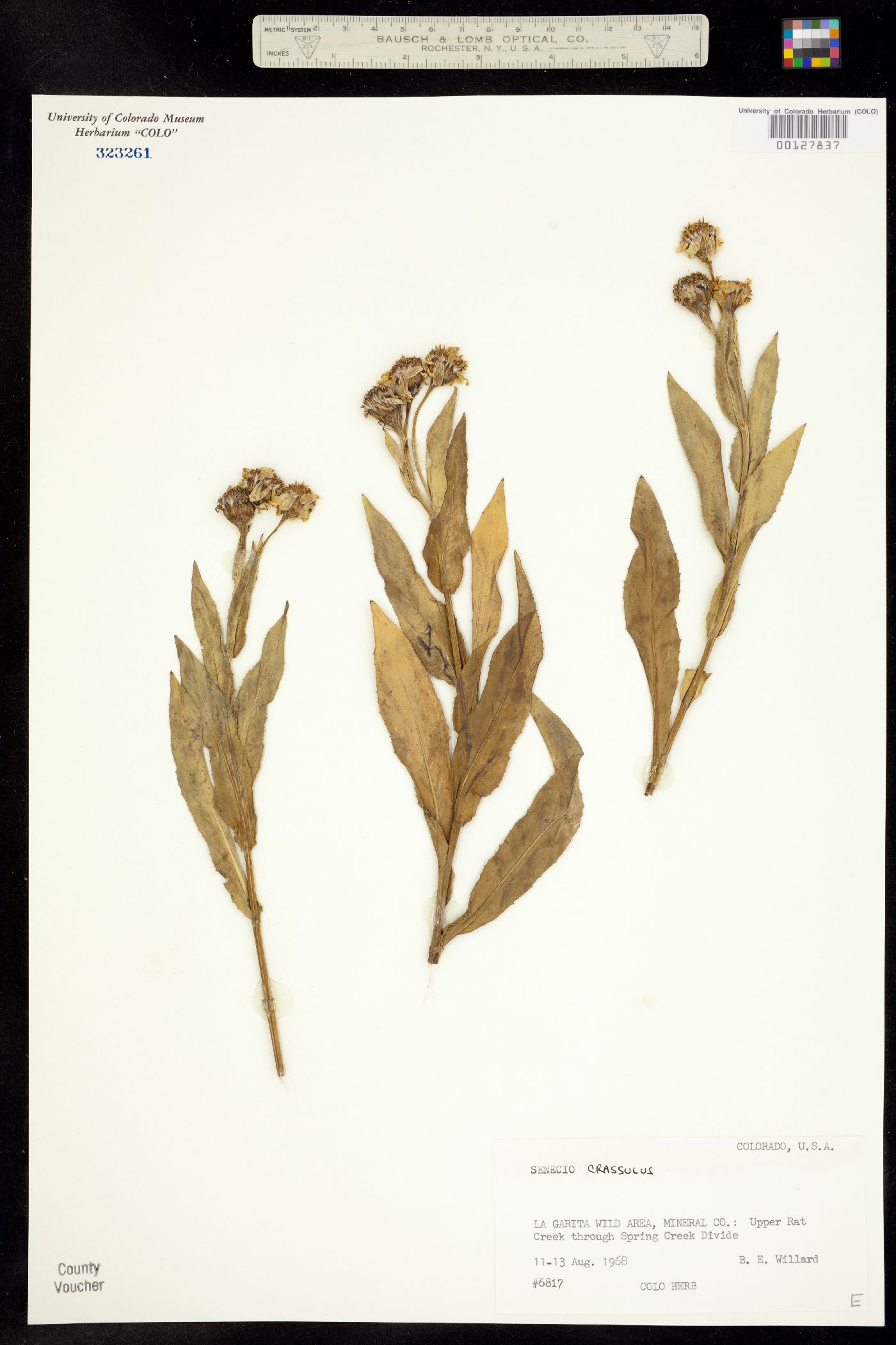 Senecio crassulus image