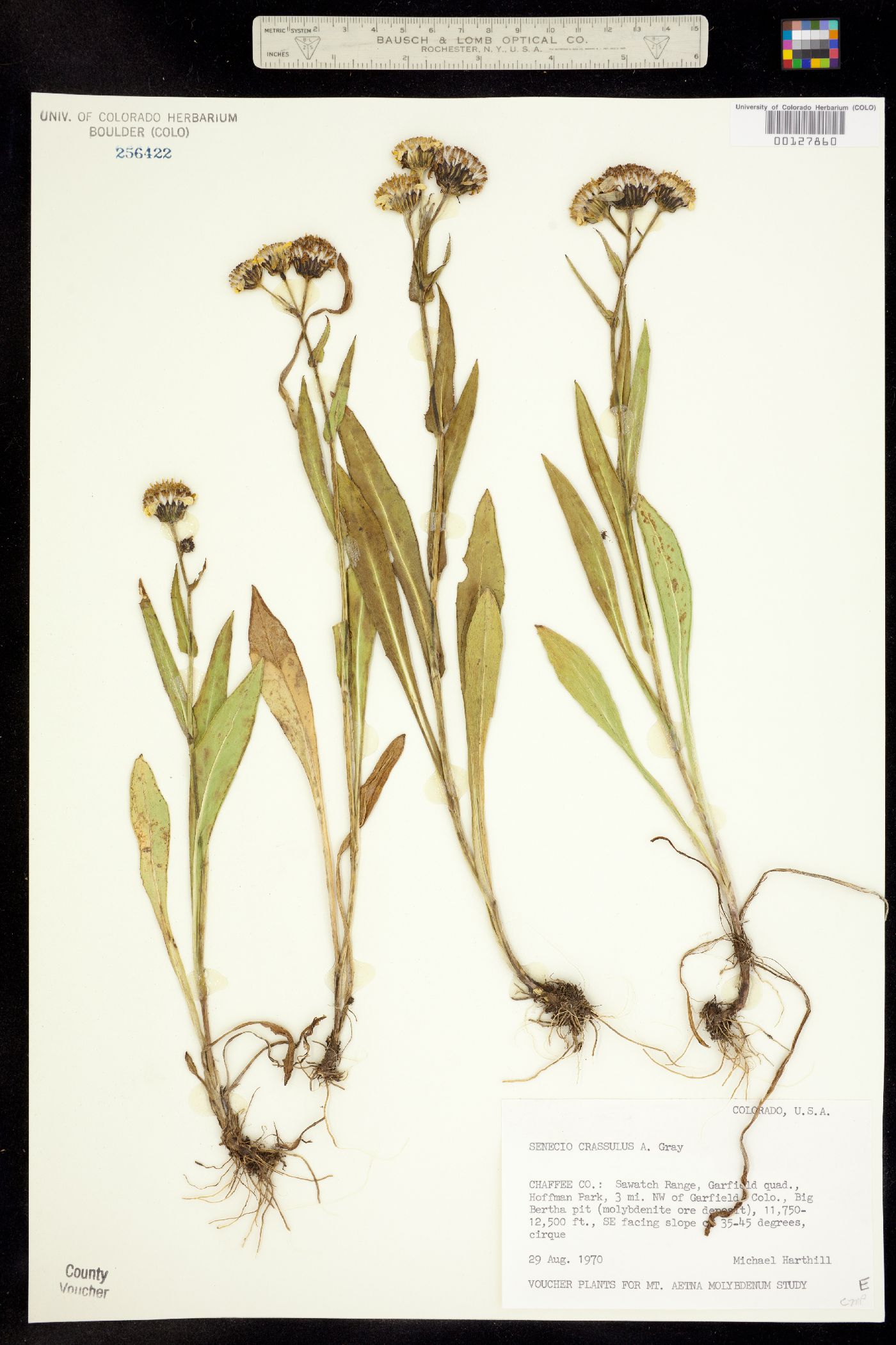 Senecio crassulus image