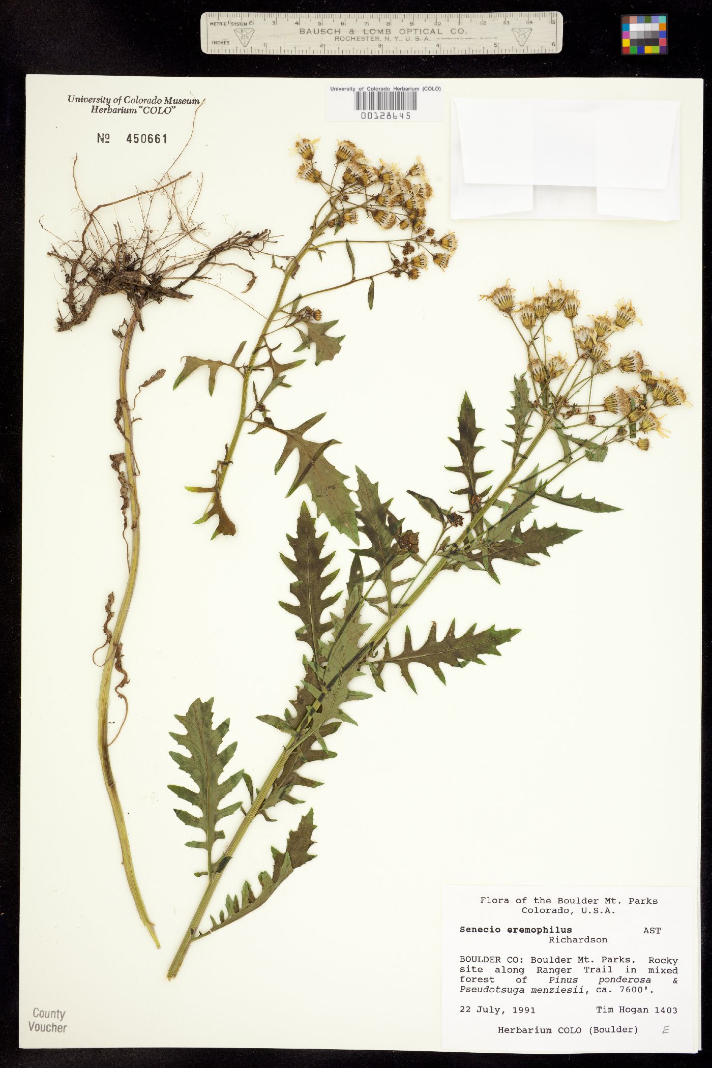 Senecio eremophilus ssp. kingii image