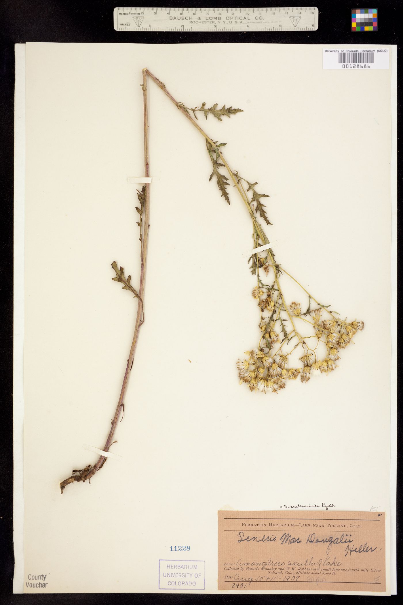 Senecio eremophilus ssp. kingii image