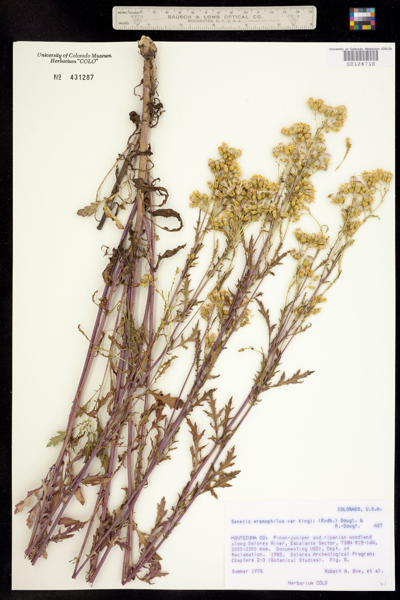 Senecio eremophilus ssp. kingii image