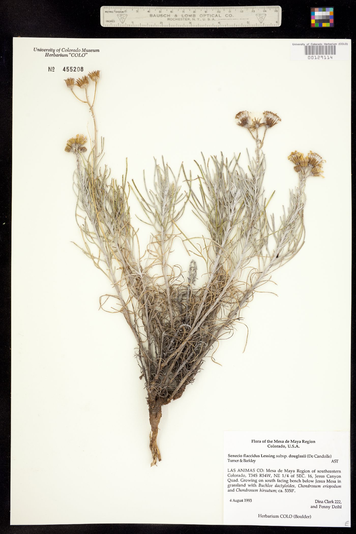 Senecio flaccidus var. douglasii image