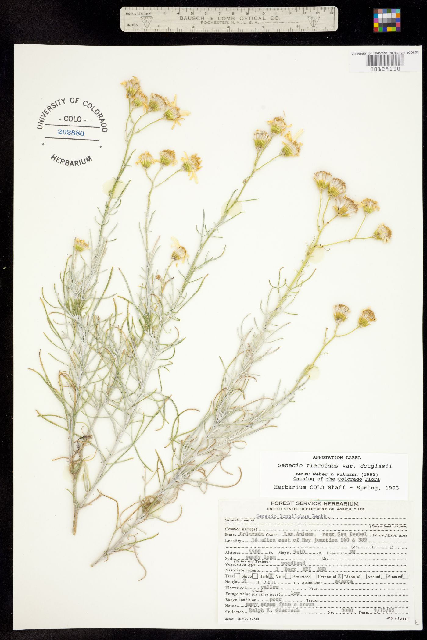 Senecio flaccidus var. douglasii image
