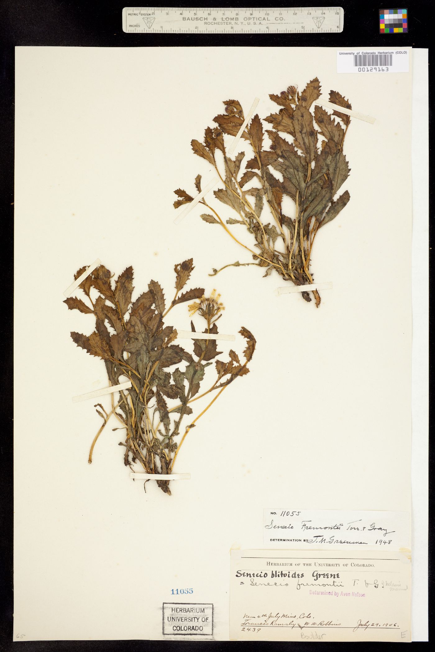 Senecio fremontii var. blitoides image