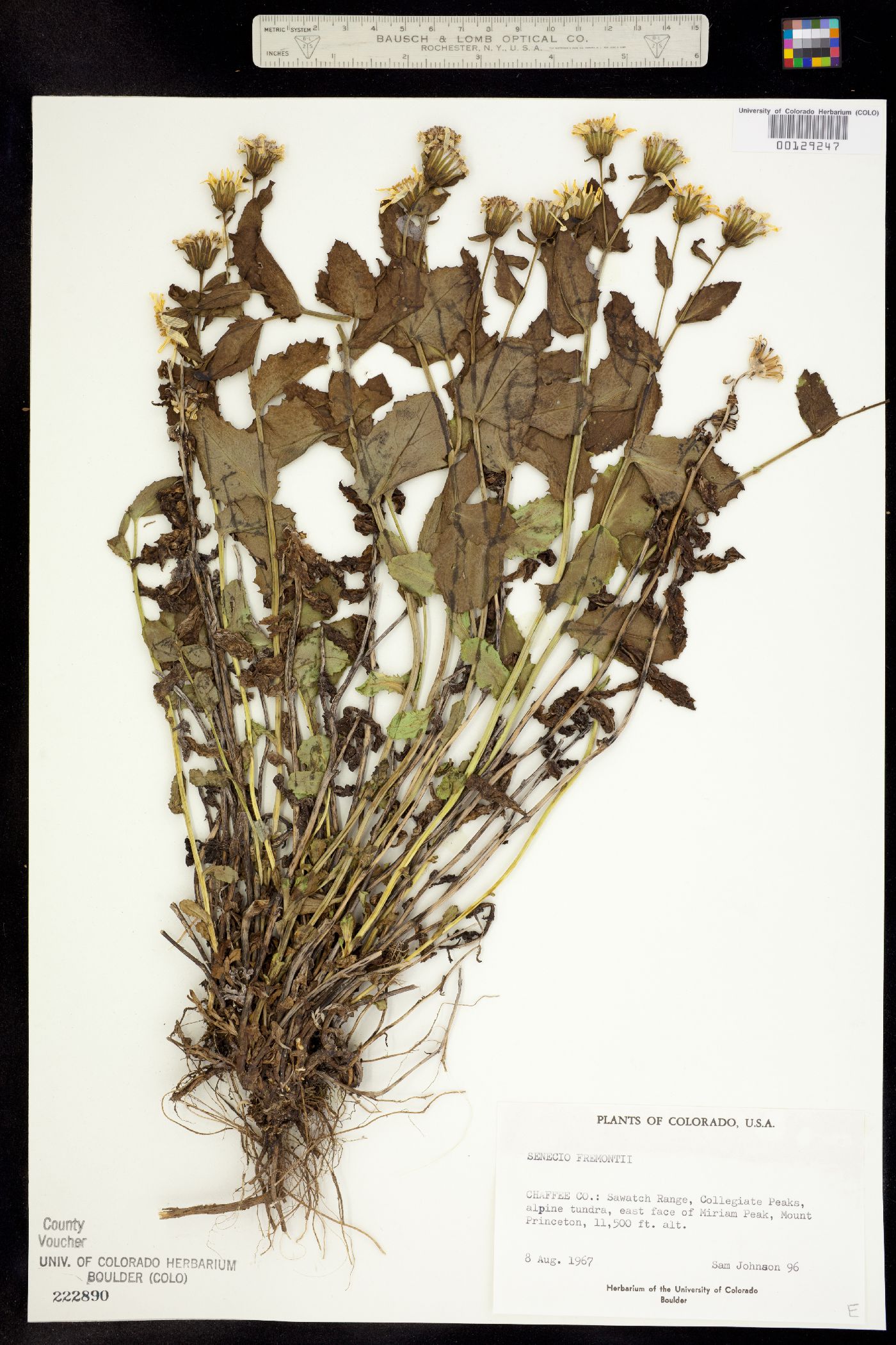 Senecio fremontii var. blitoides image