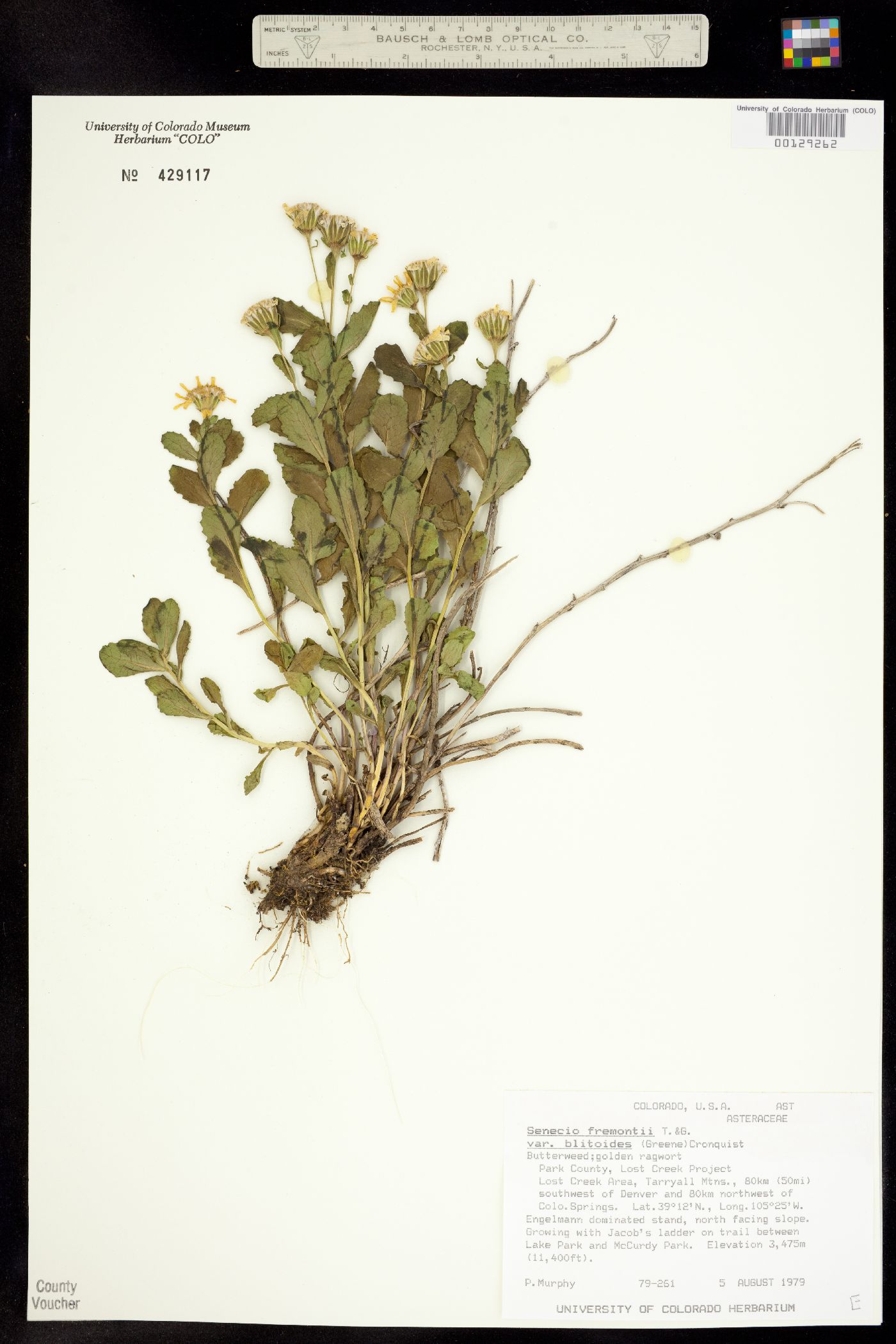 Senecio image