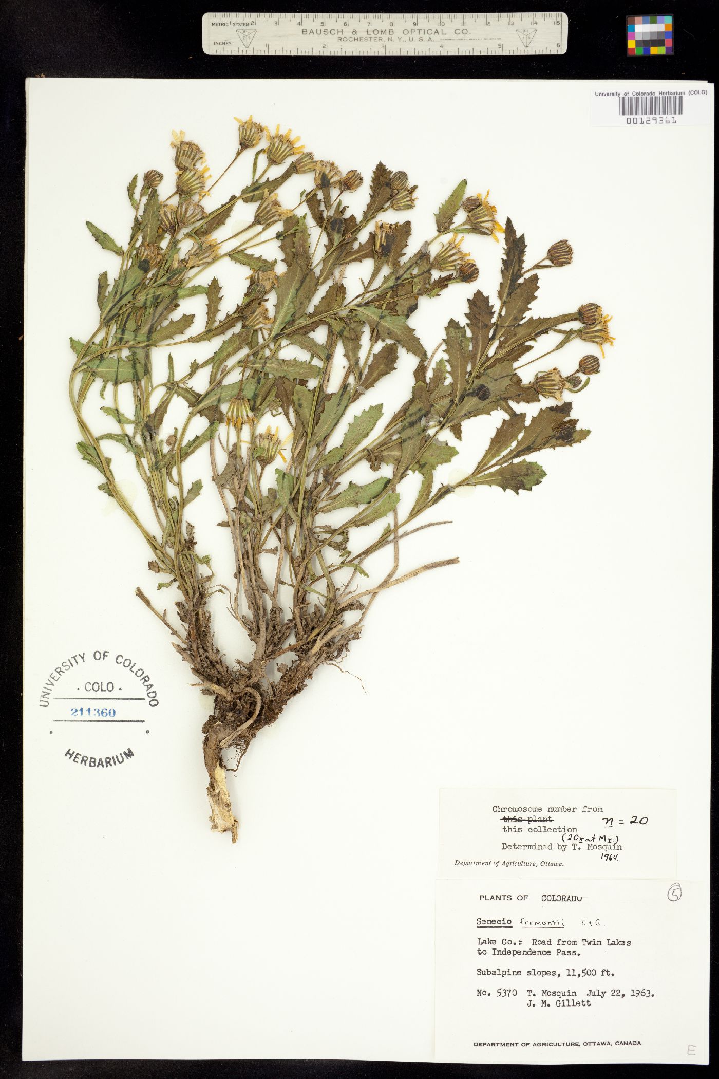 Senecio fremontii image