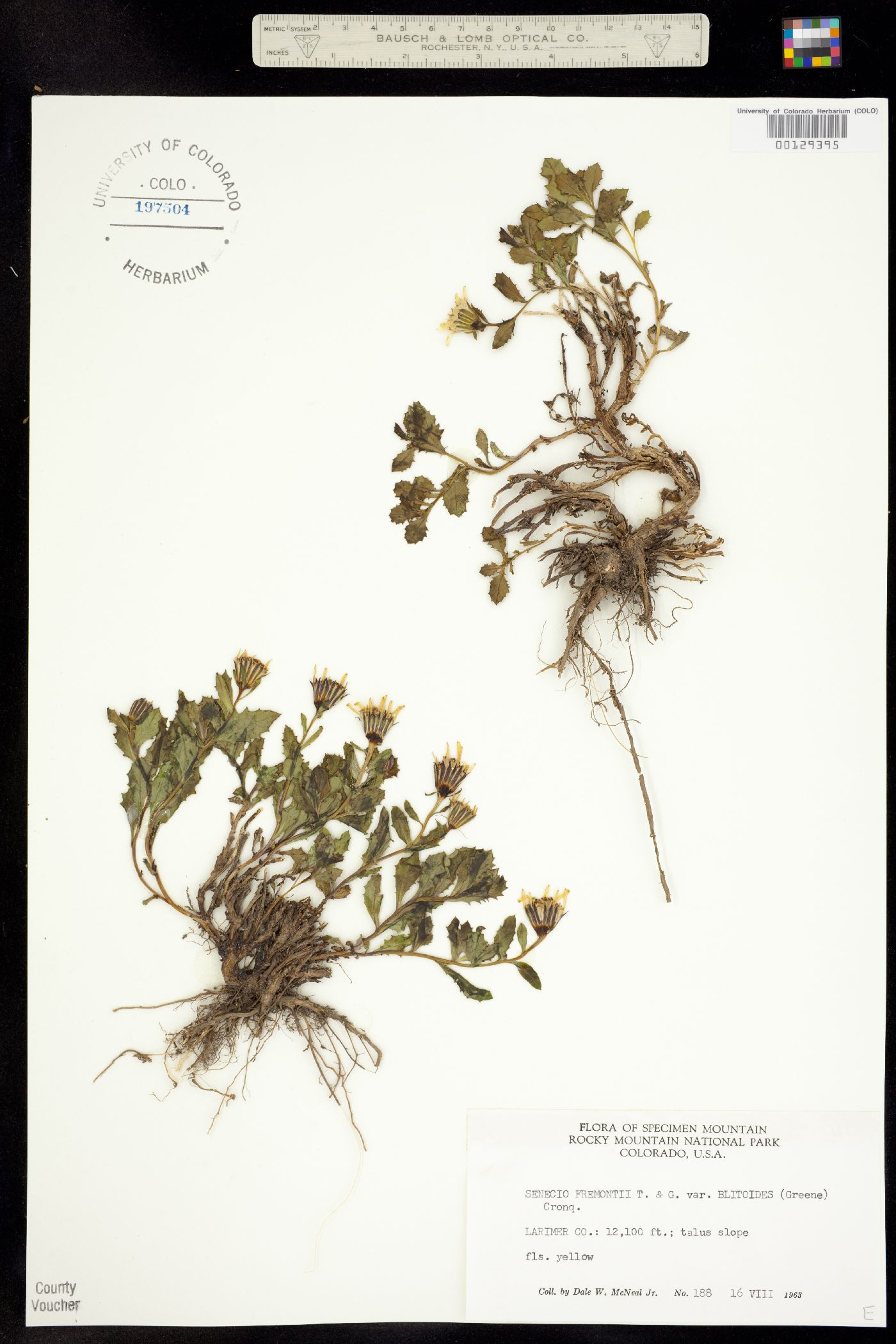 Senecio fremontii var. blitoides image