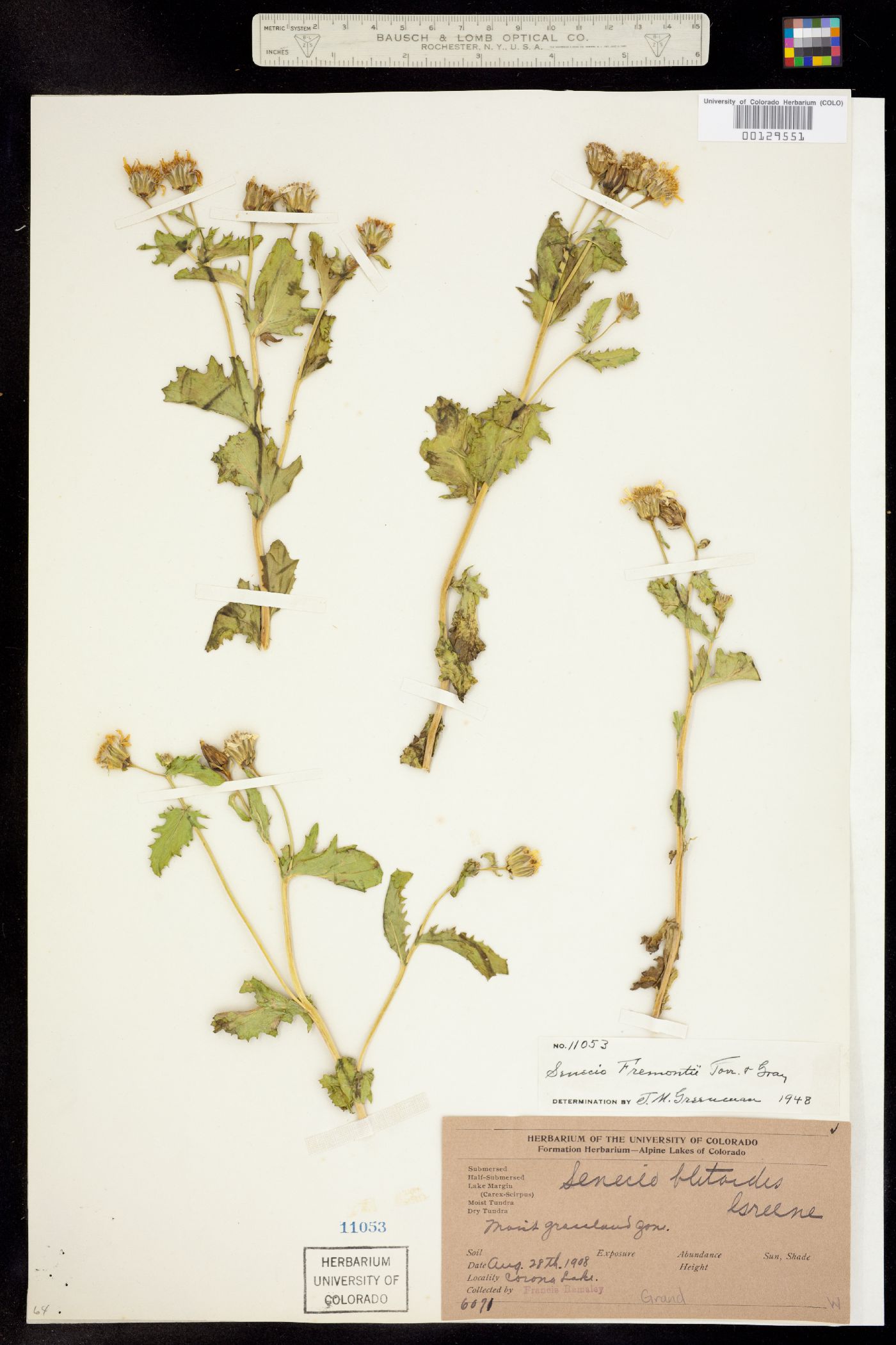 Senecio fremontii image
