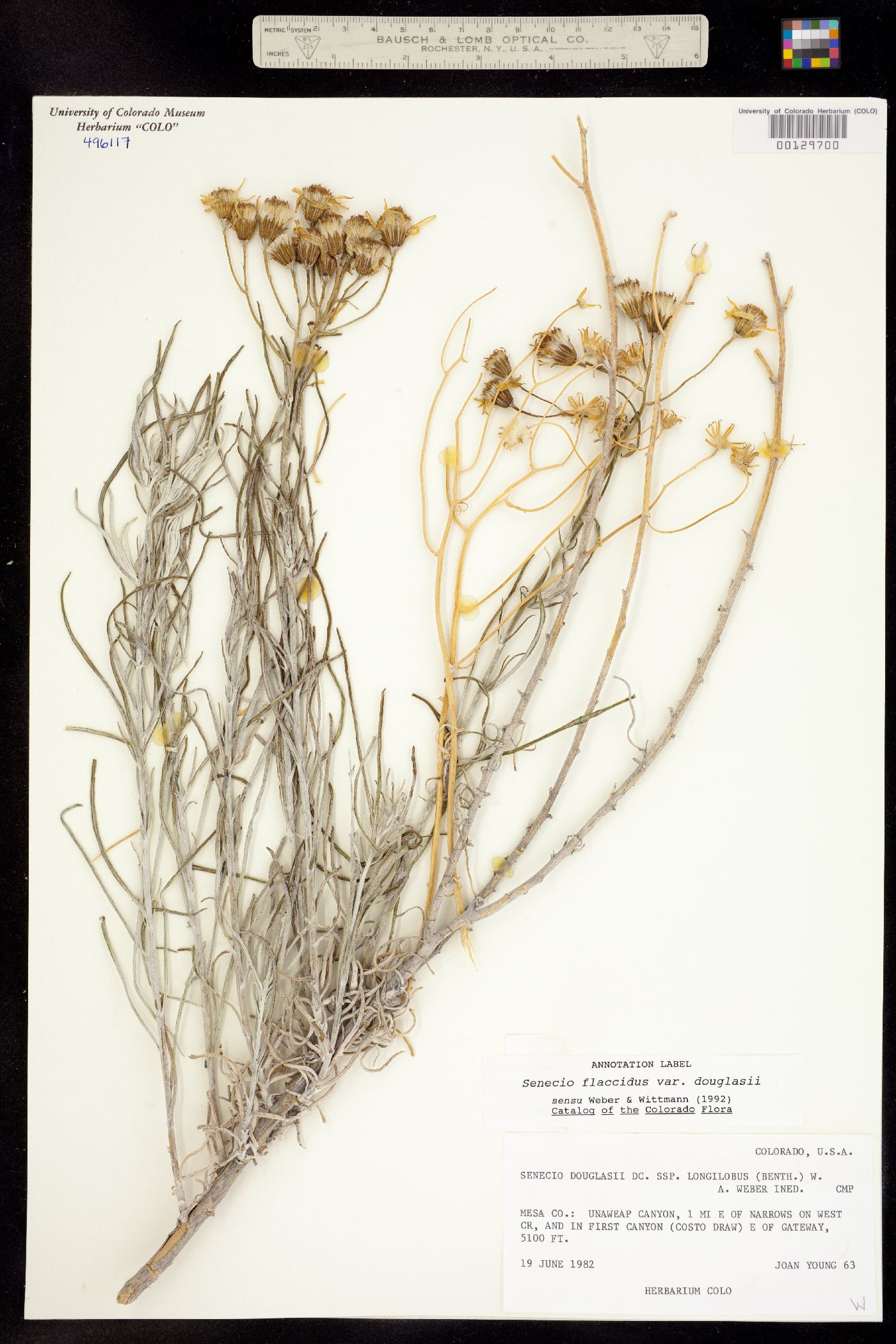 Senecio flaccidus var. douglasii image