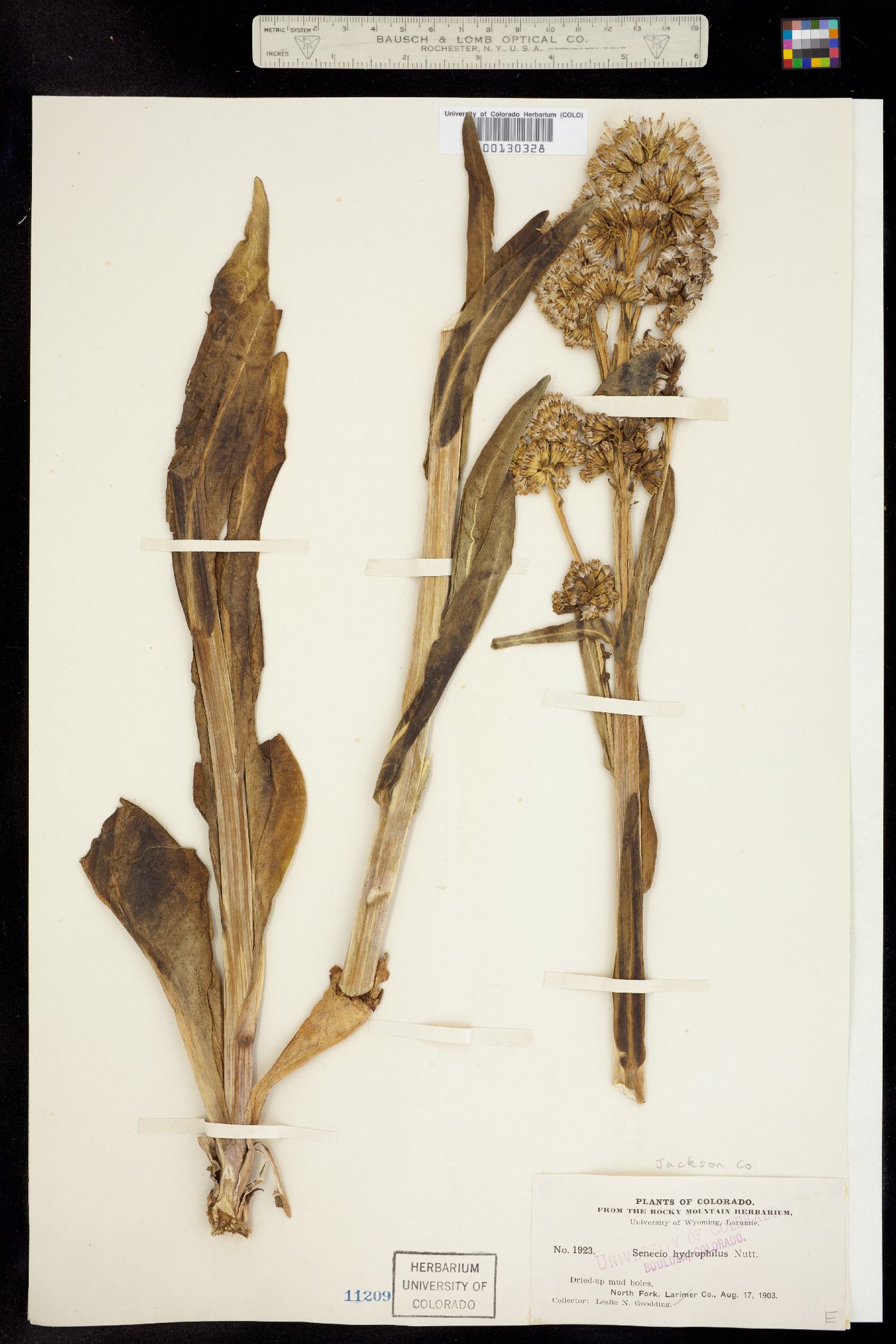 Senecio hydrophilus image