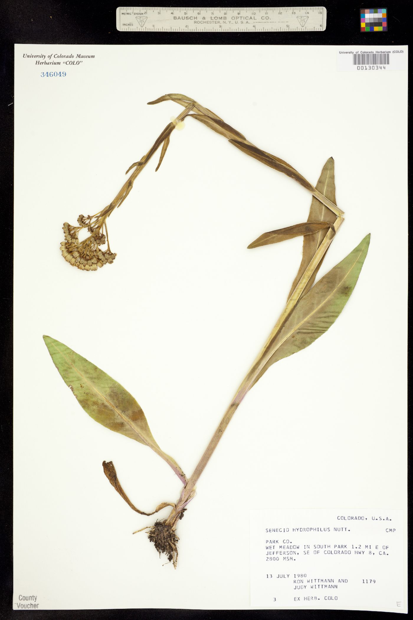 Senecio hydrophilus image