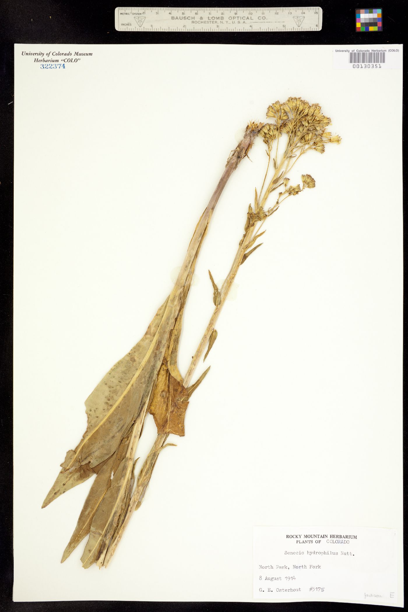 Senecio hydrophilus image