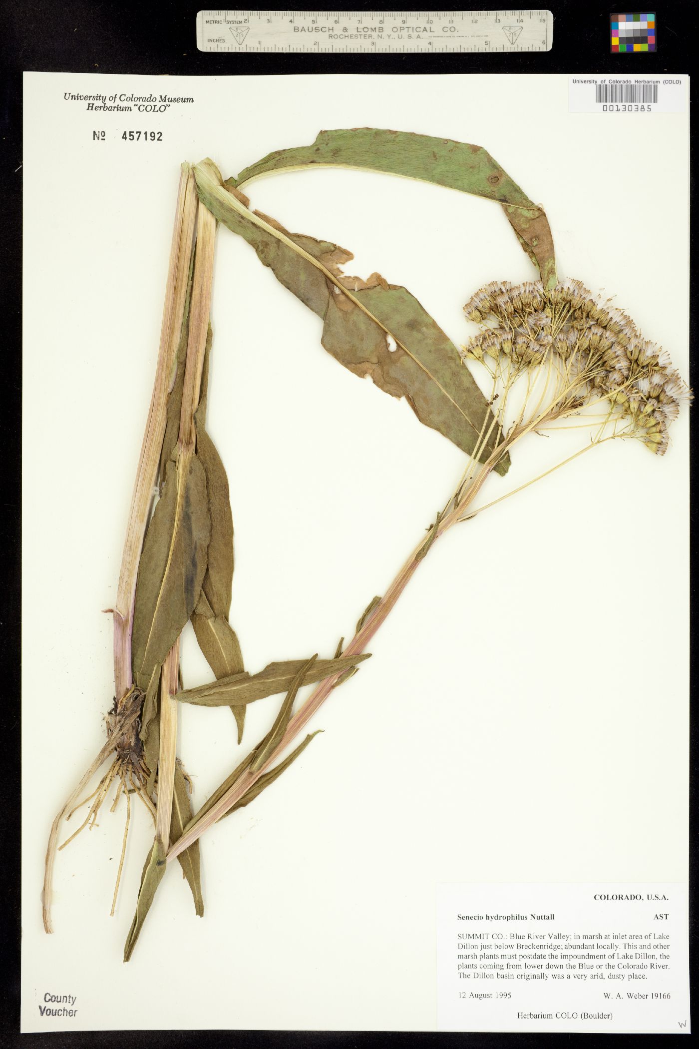 Senecio hydrophilus image