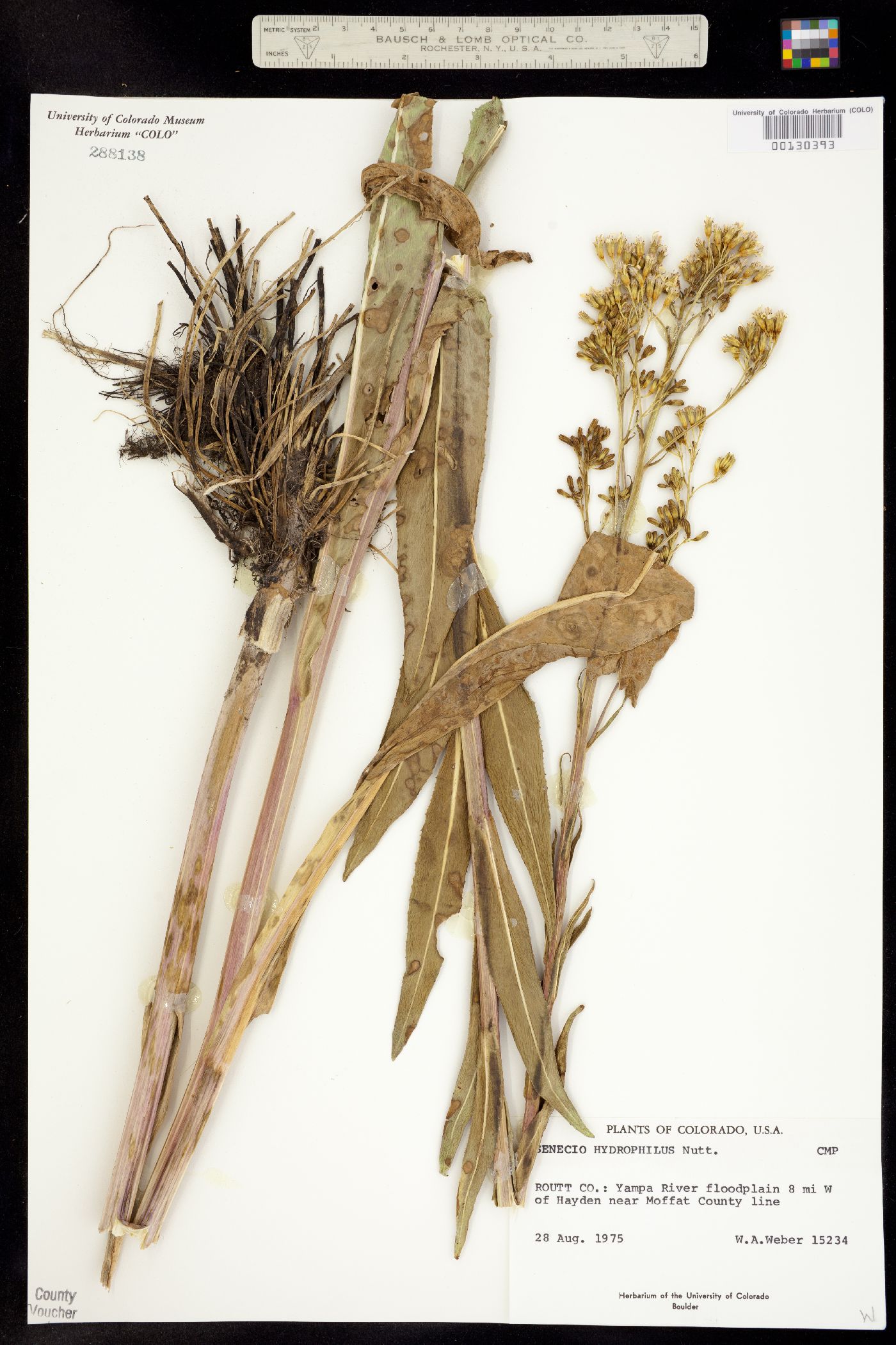 Senecio hydrophilus image