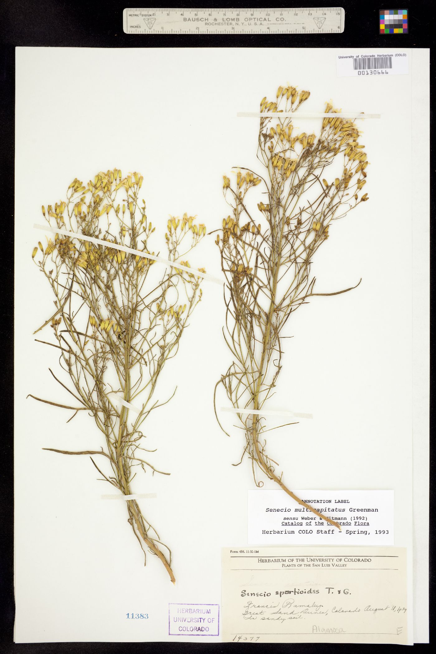 Senecio image