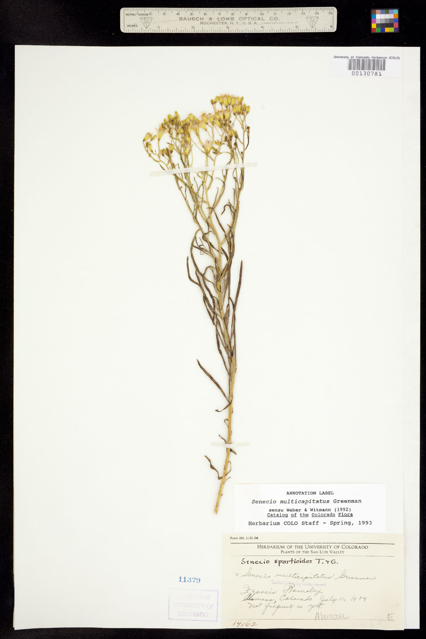 Senecio spartioides image