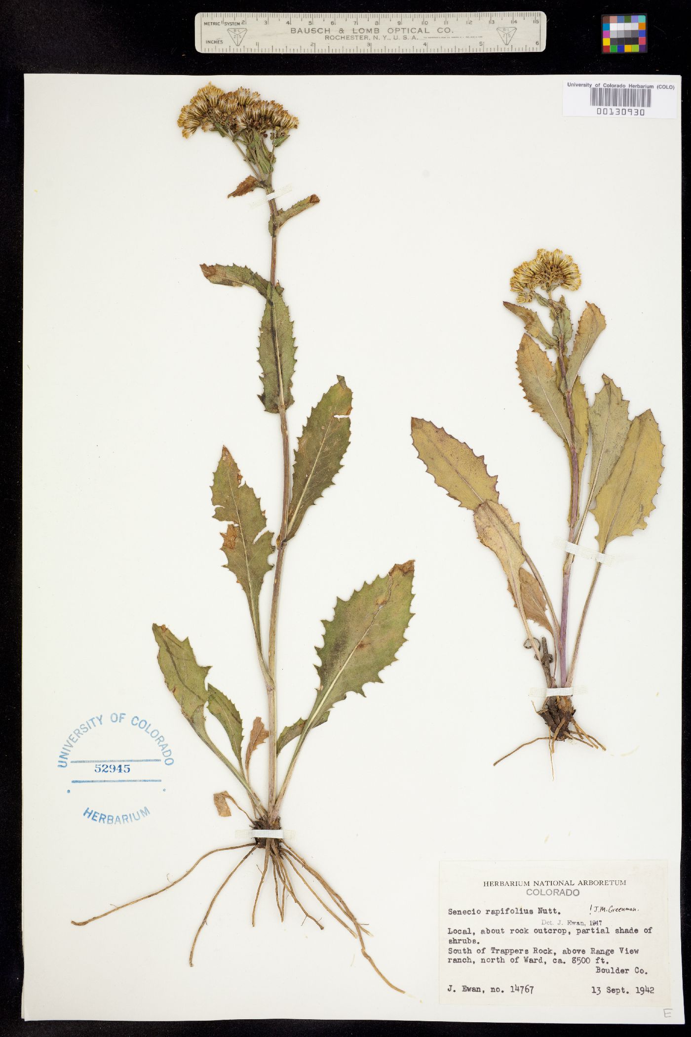 Senecio rapifolius image