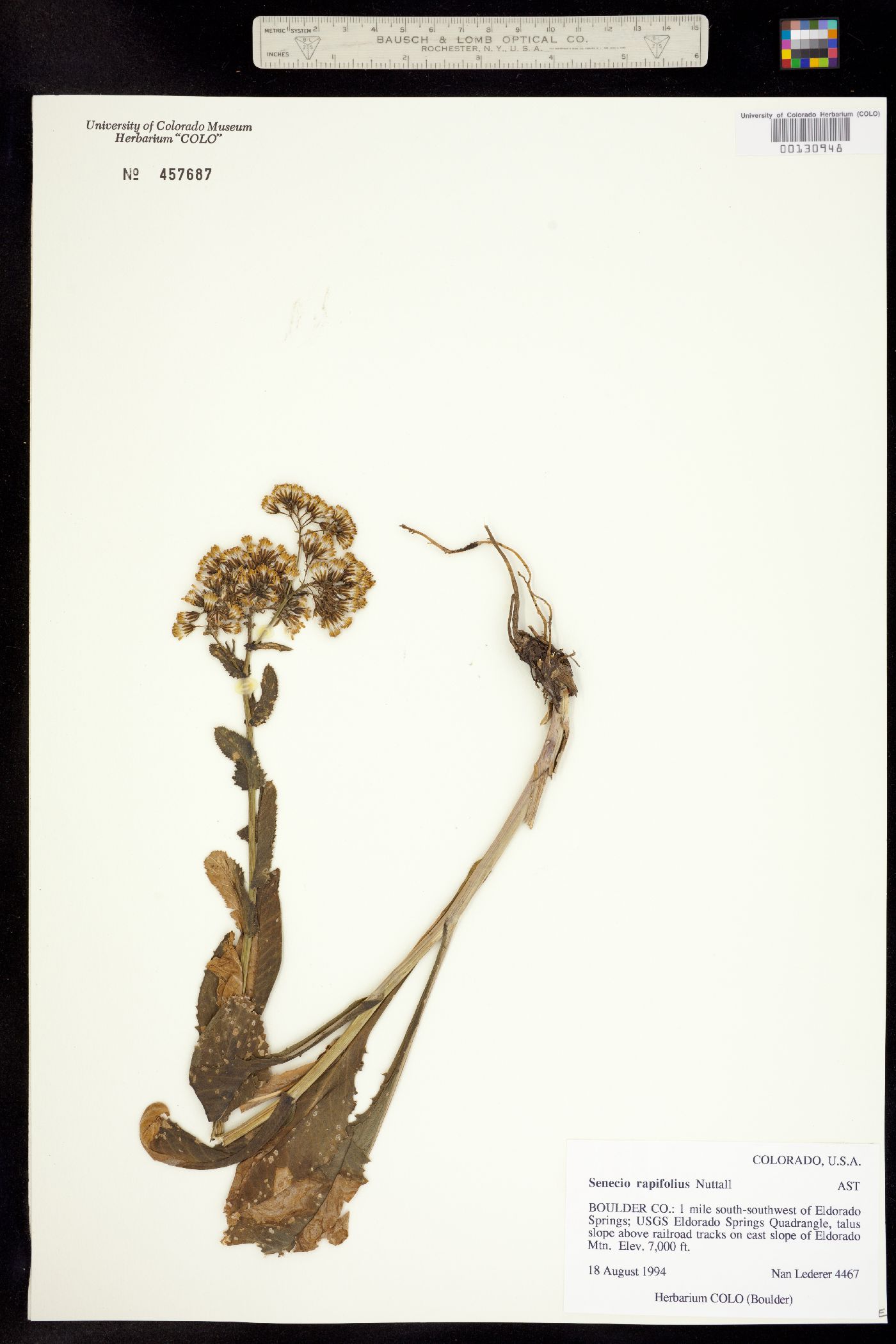 Senecio rapifolius image