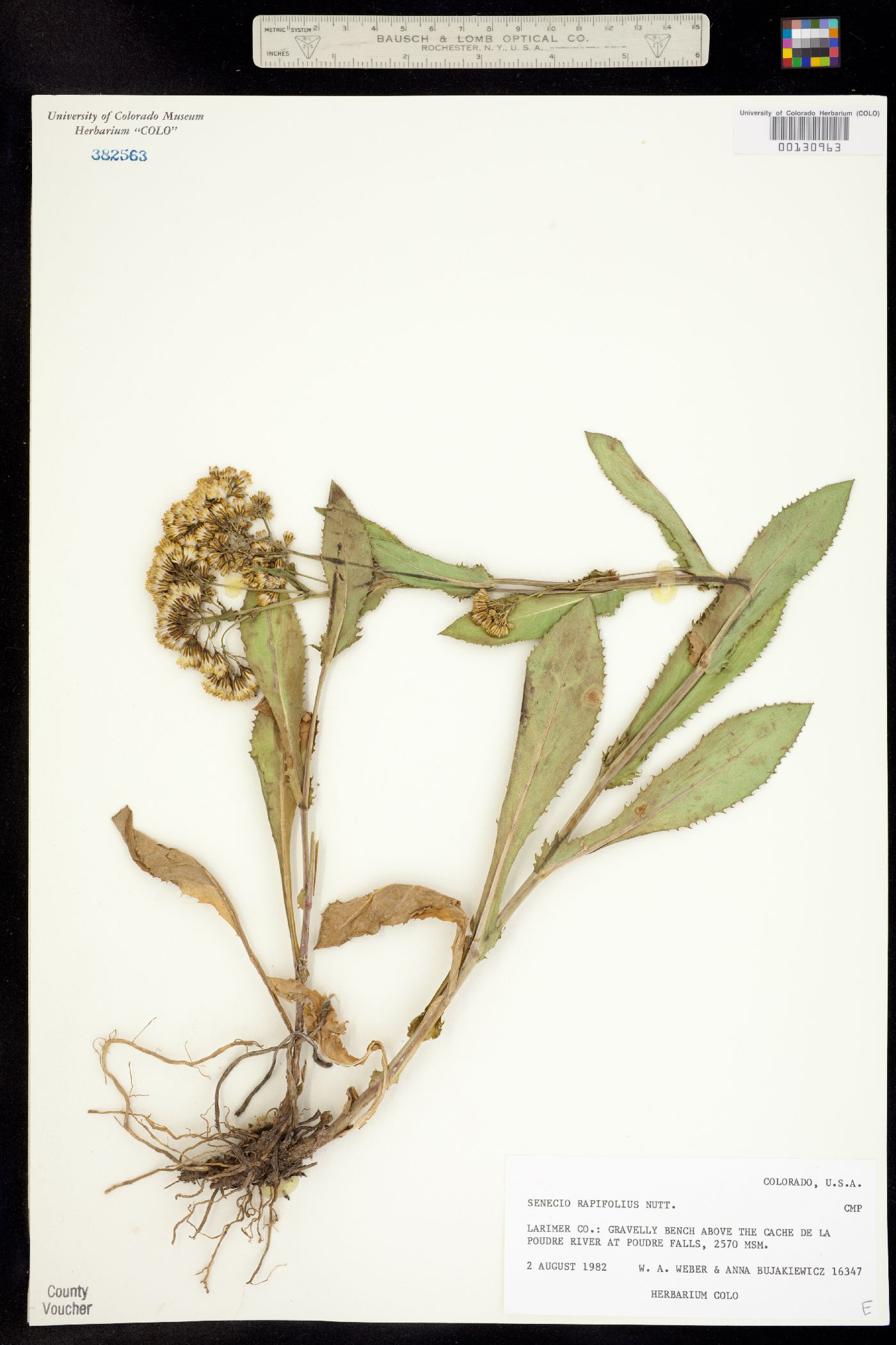 Senecio rapifolius image
